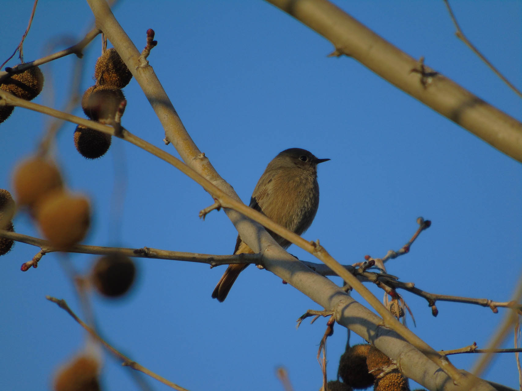Phoenicurus ochruros