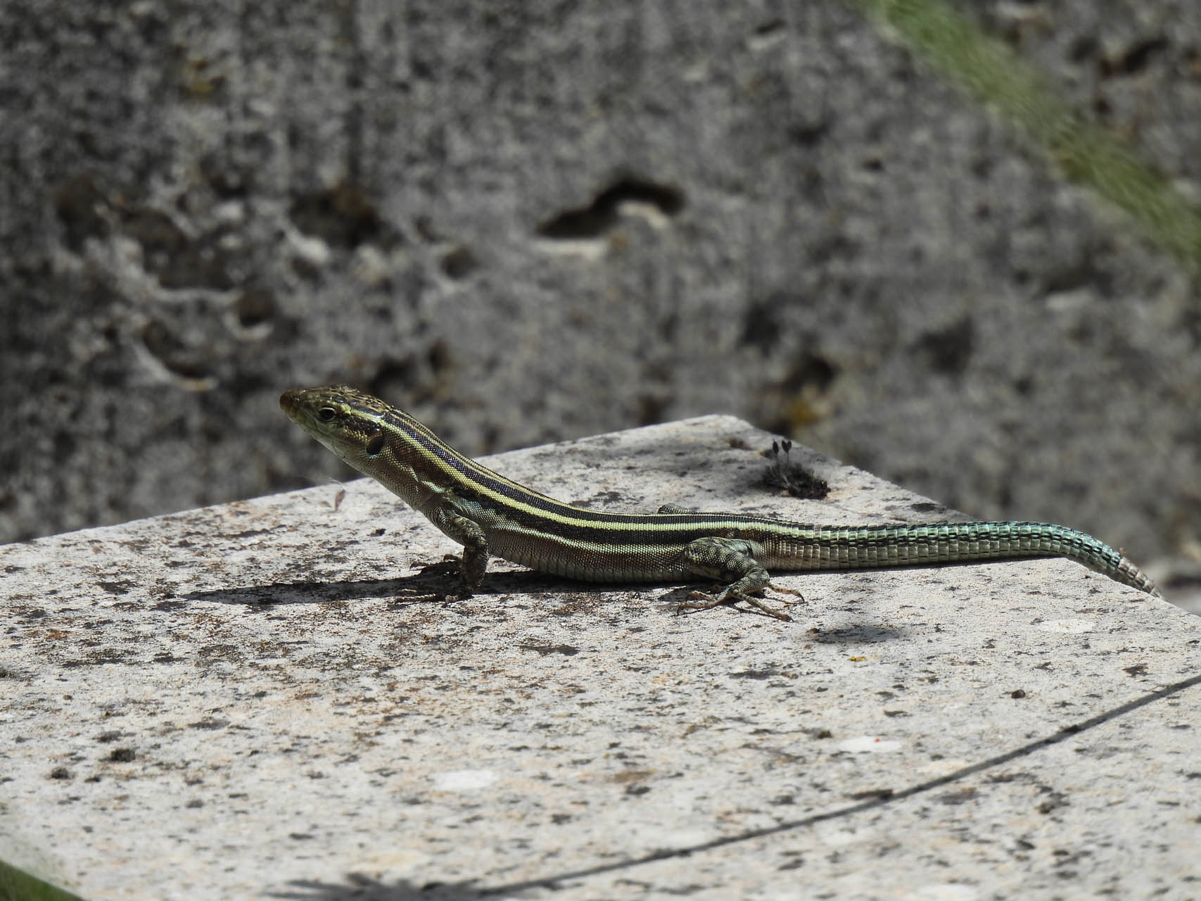 Podarcis thais
