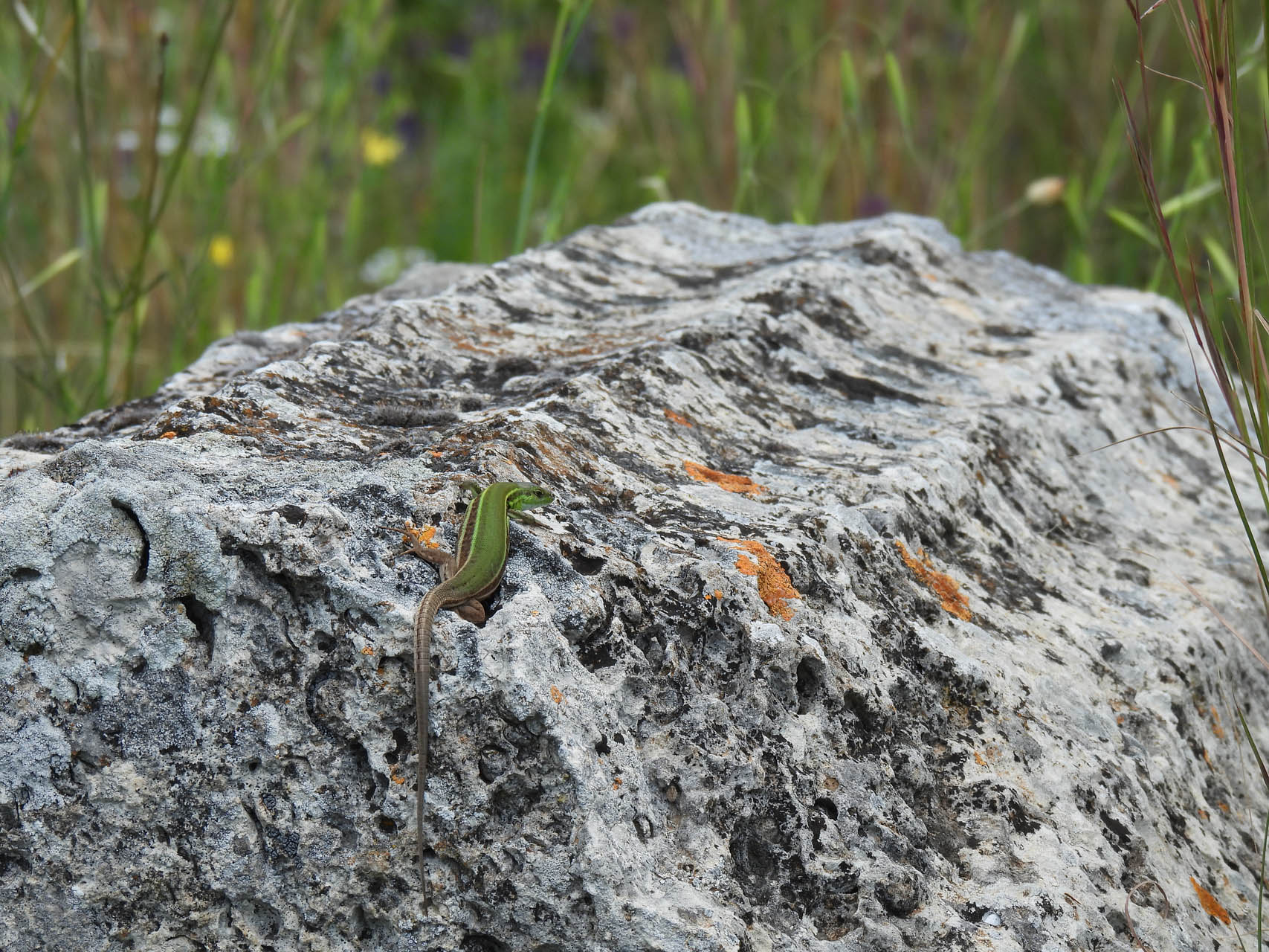 Podarcis ionicus