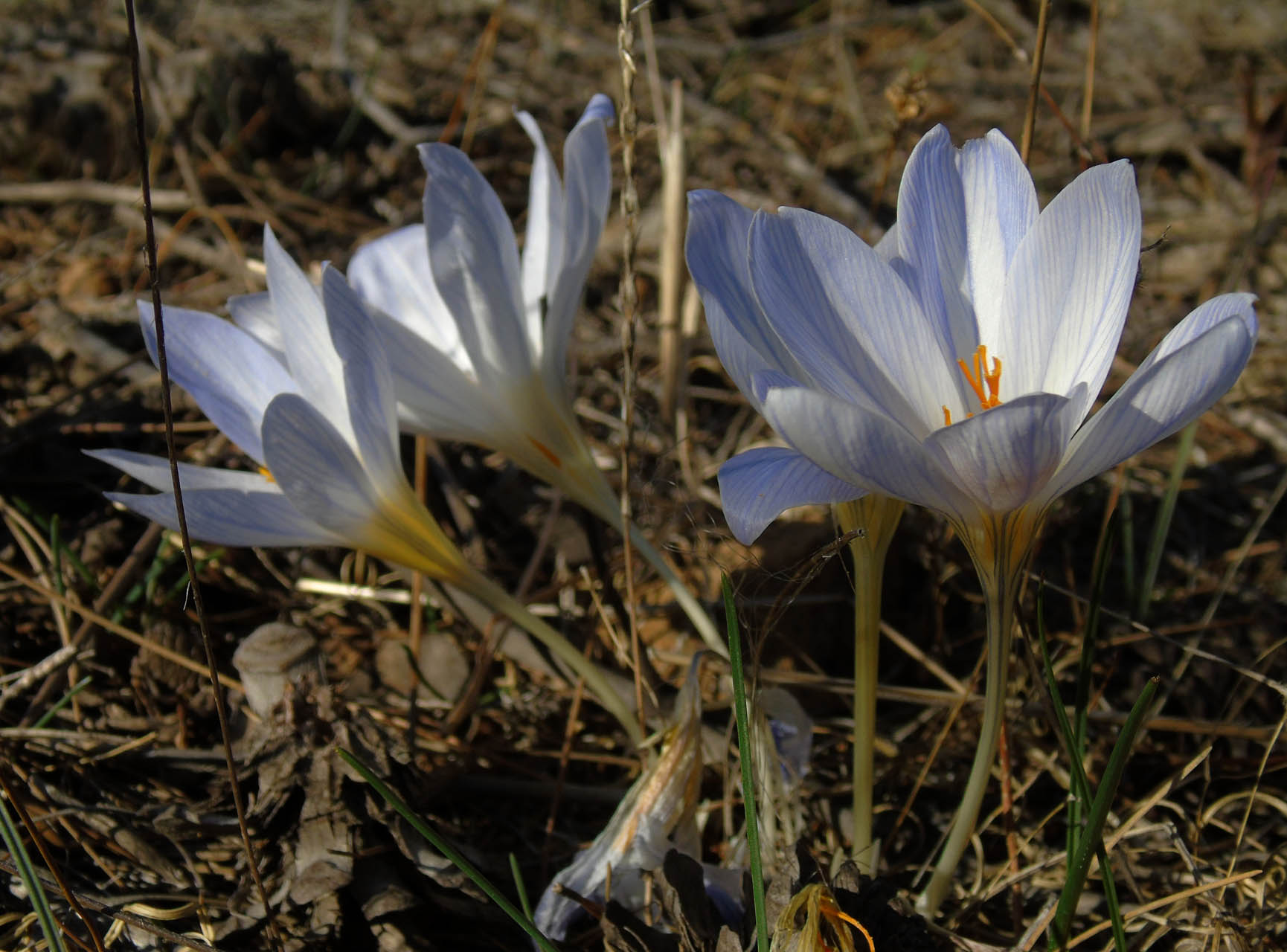 Crocus cancellatus mazziaricus