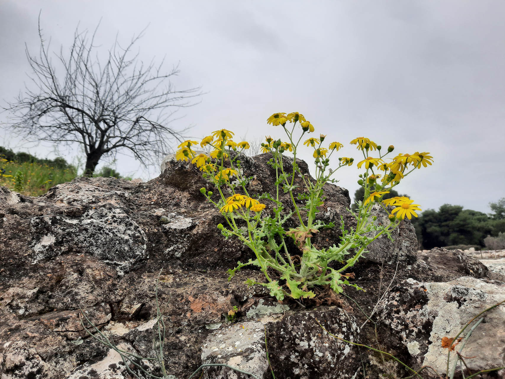 Senecio vernalis
