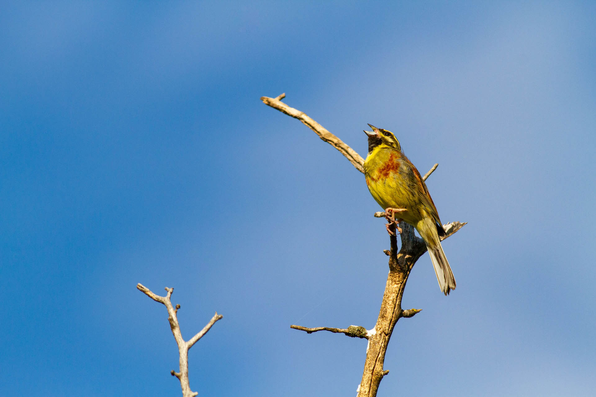 Emberiza cirlus