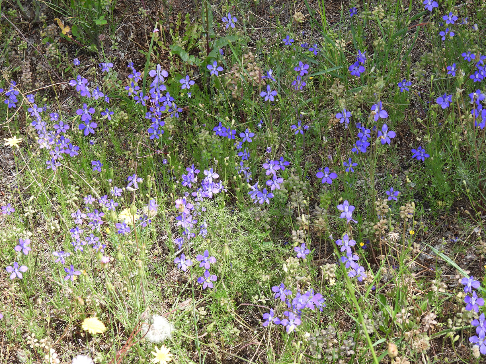 Consolida ajacis