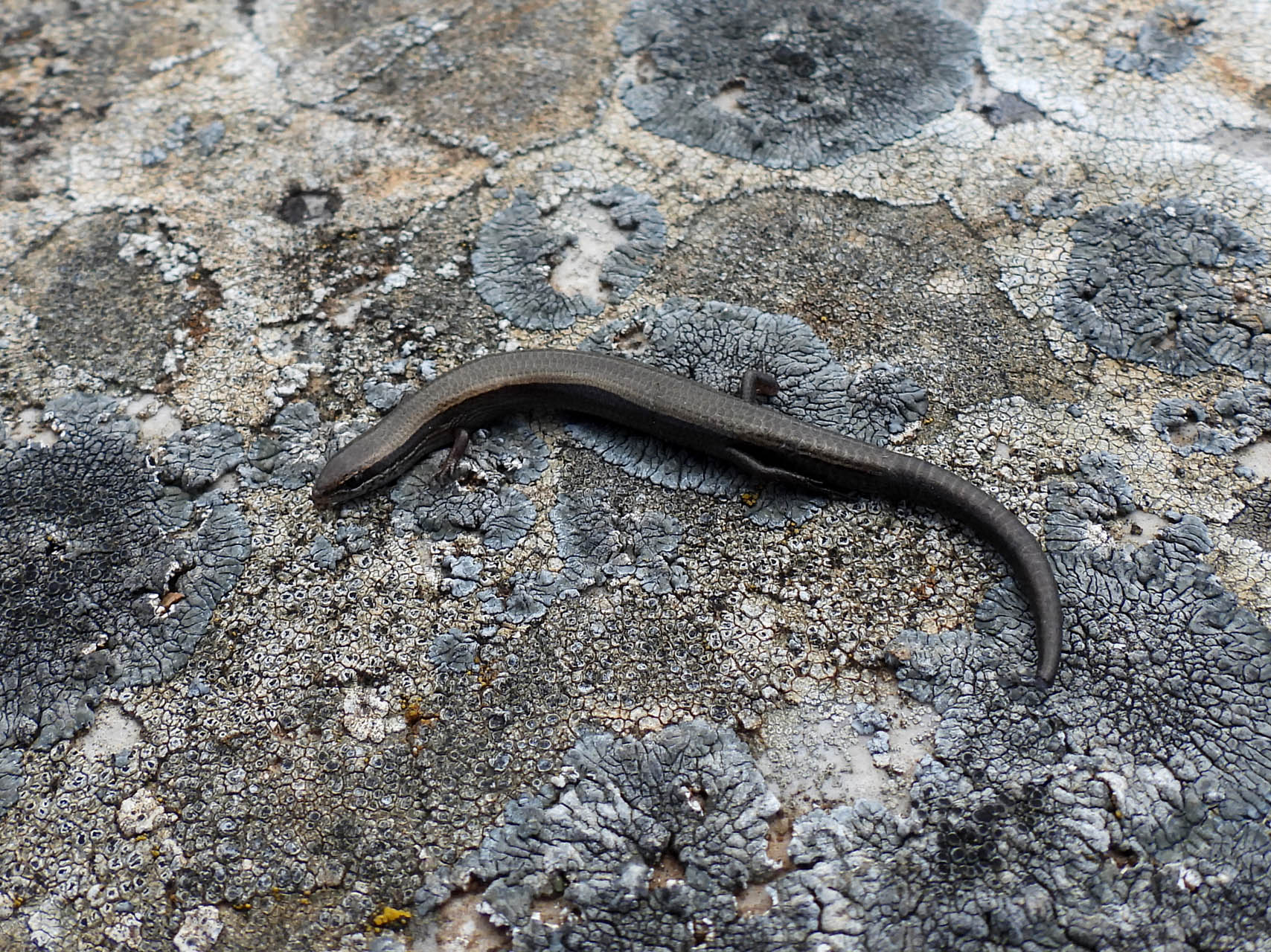 Ablepharus kitaibelii
