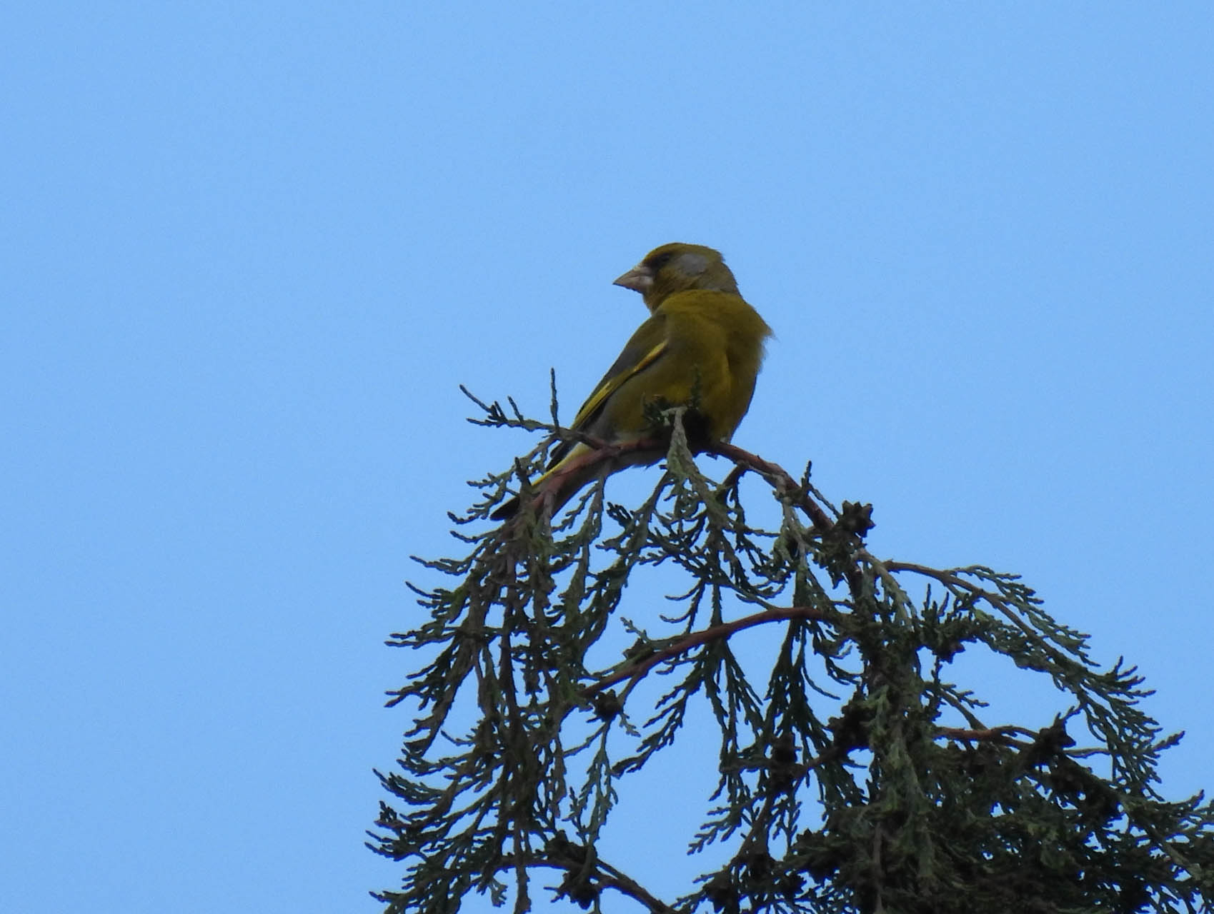 Chloris chloris