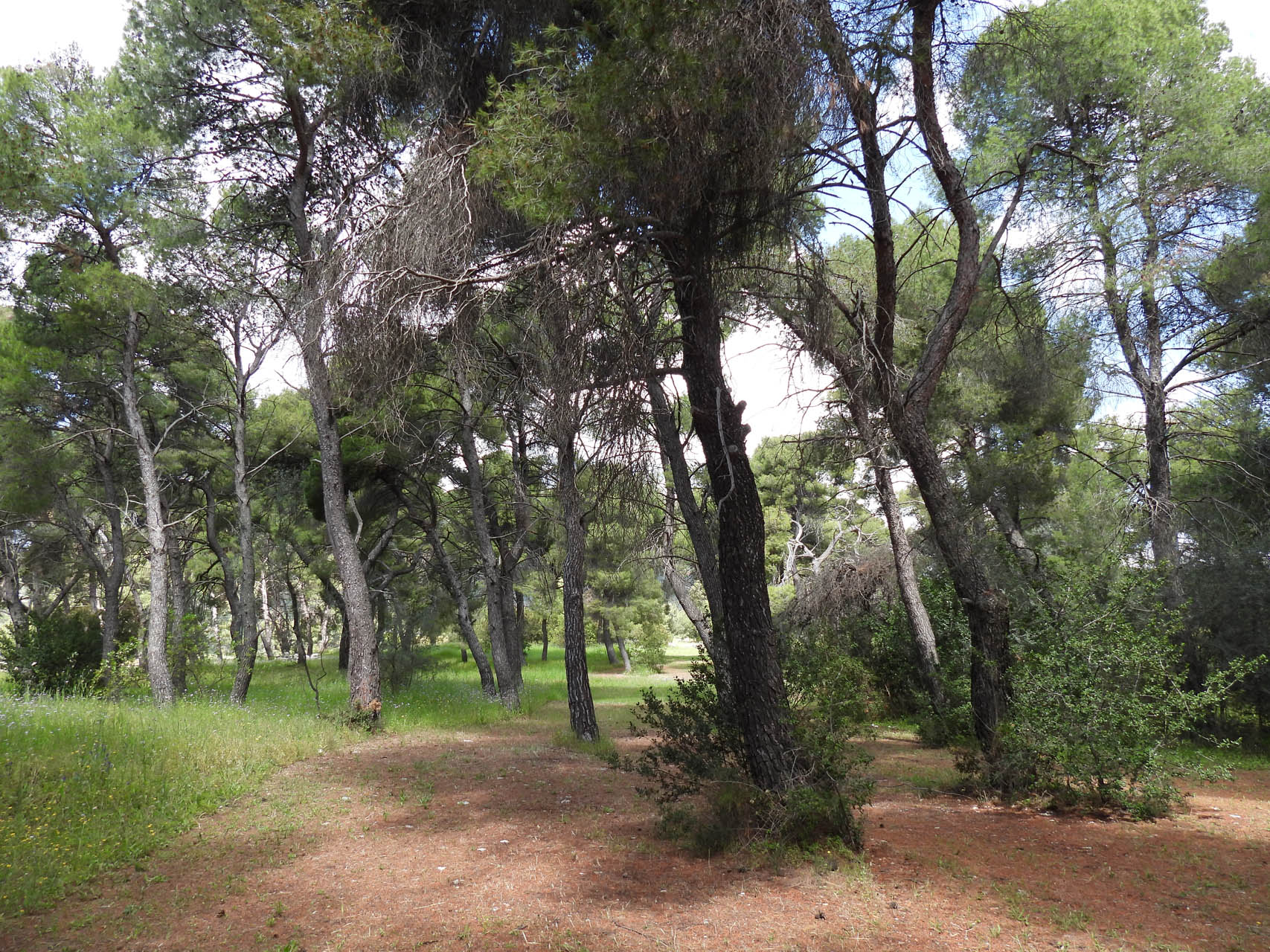 Pinus halepensis