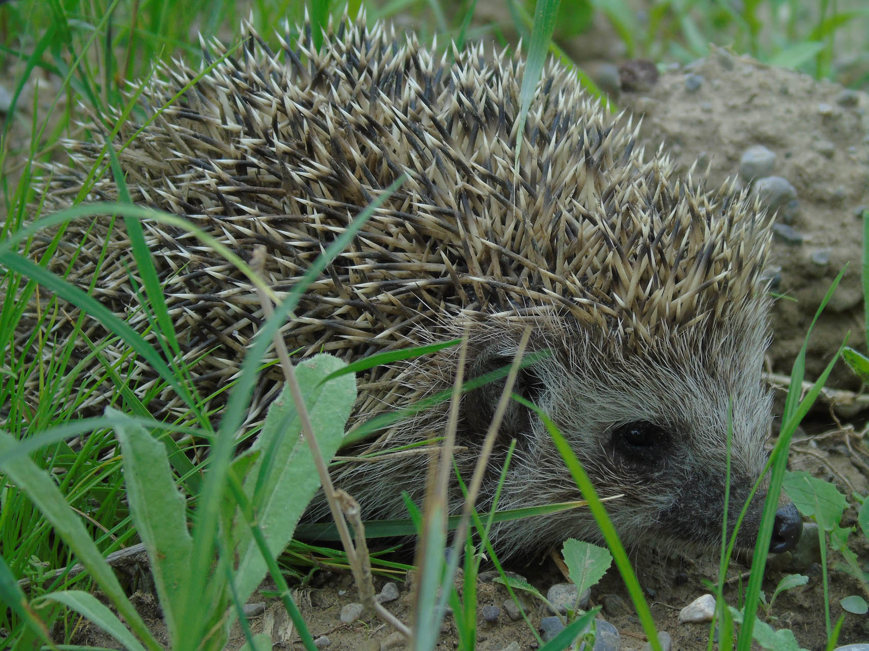 Erinaceus roumanicus