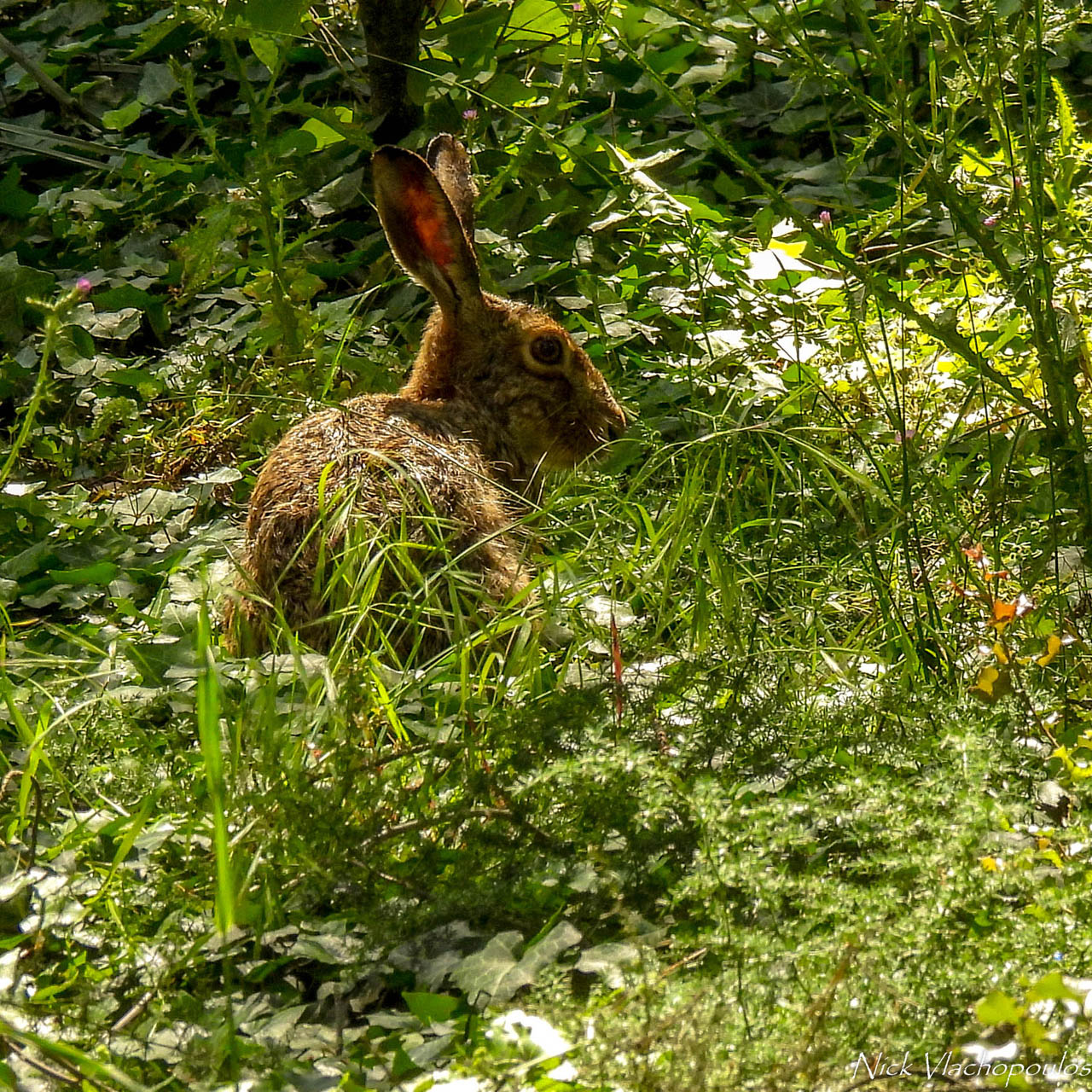 Lepus europaeus