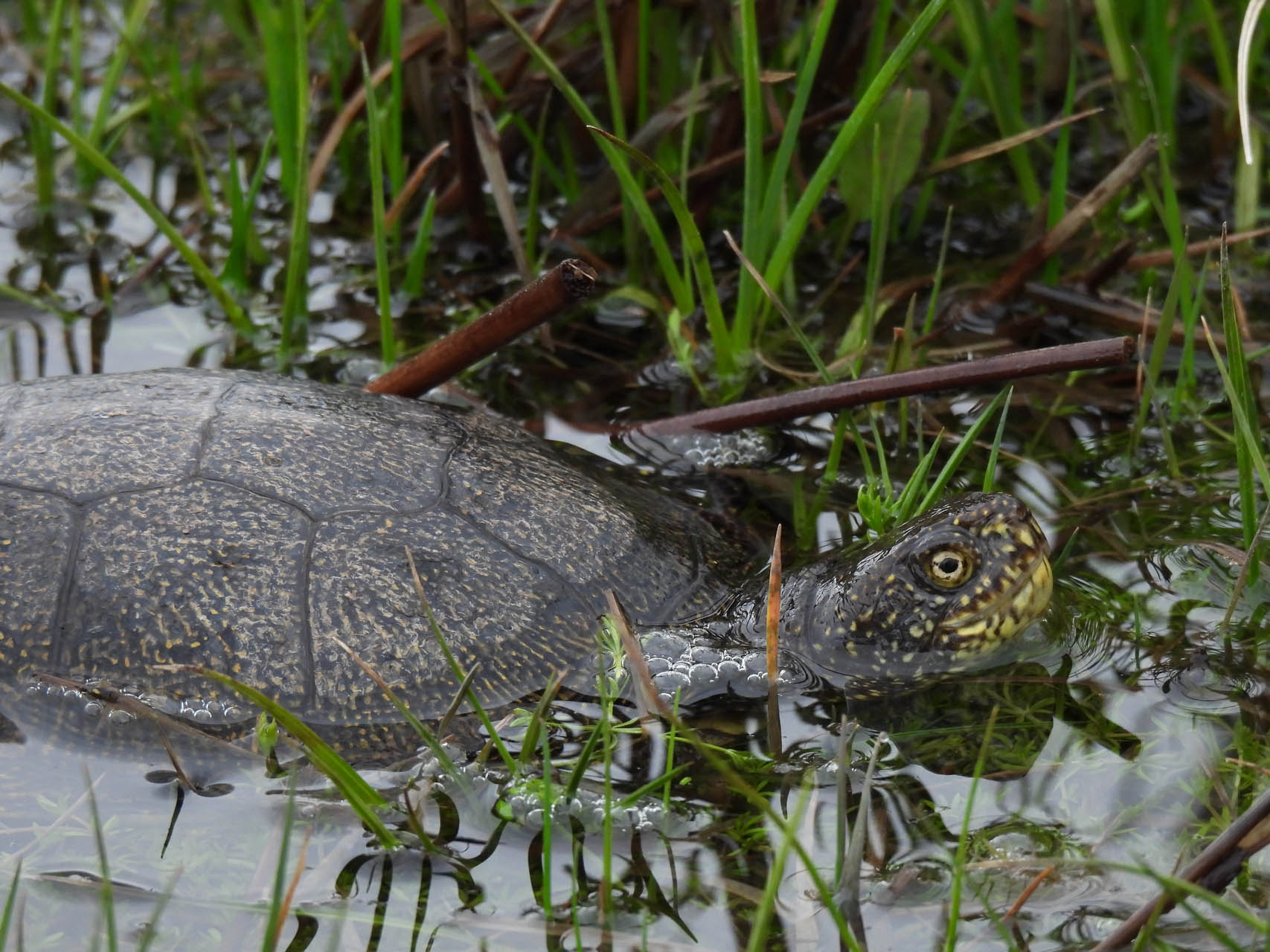 Emys orbicularis