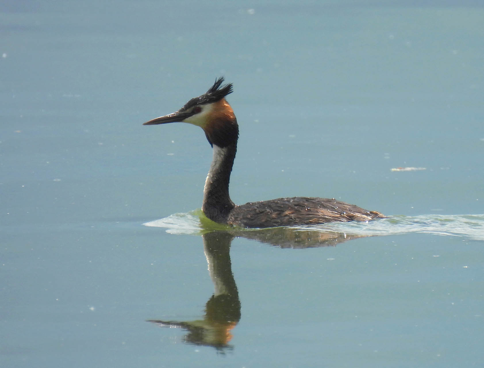 Podiceps cristatus