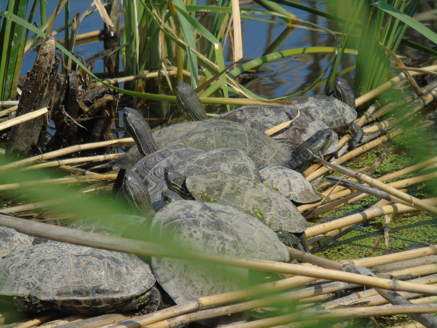 Mauremys rivulata