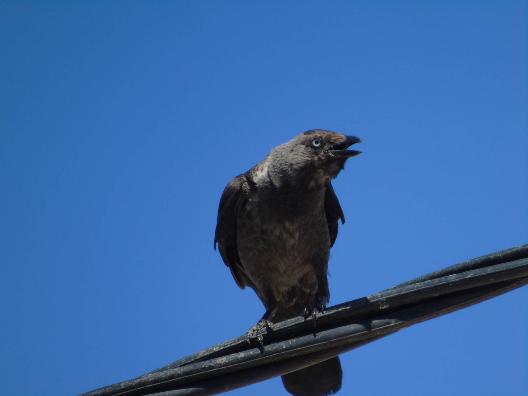 Corvus monedula