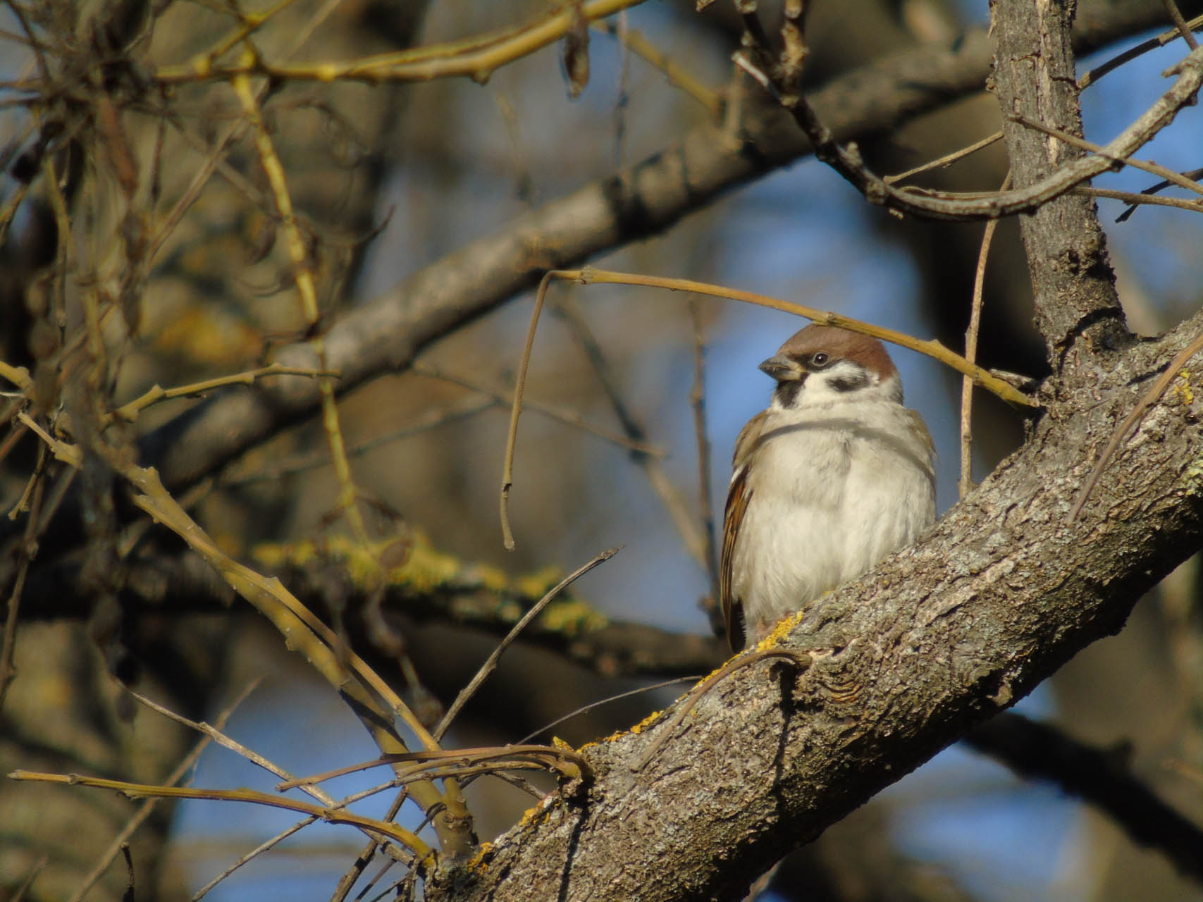 Passer montanus