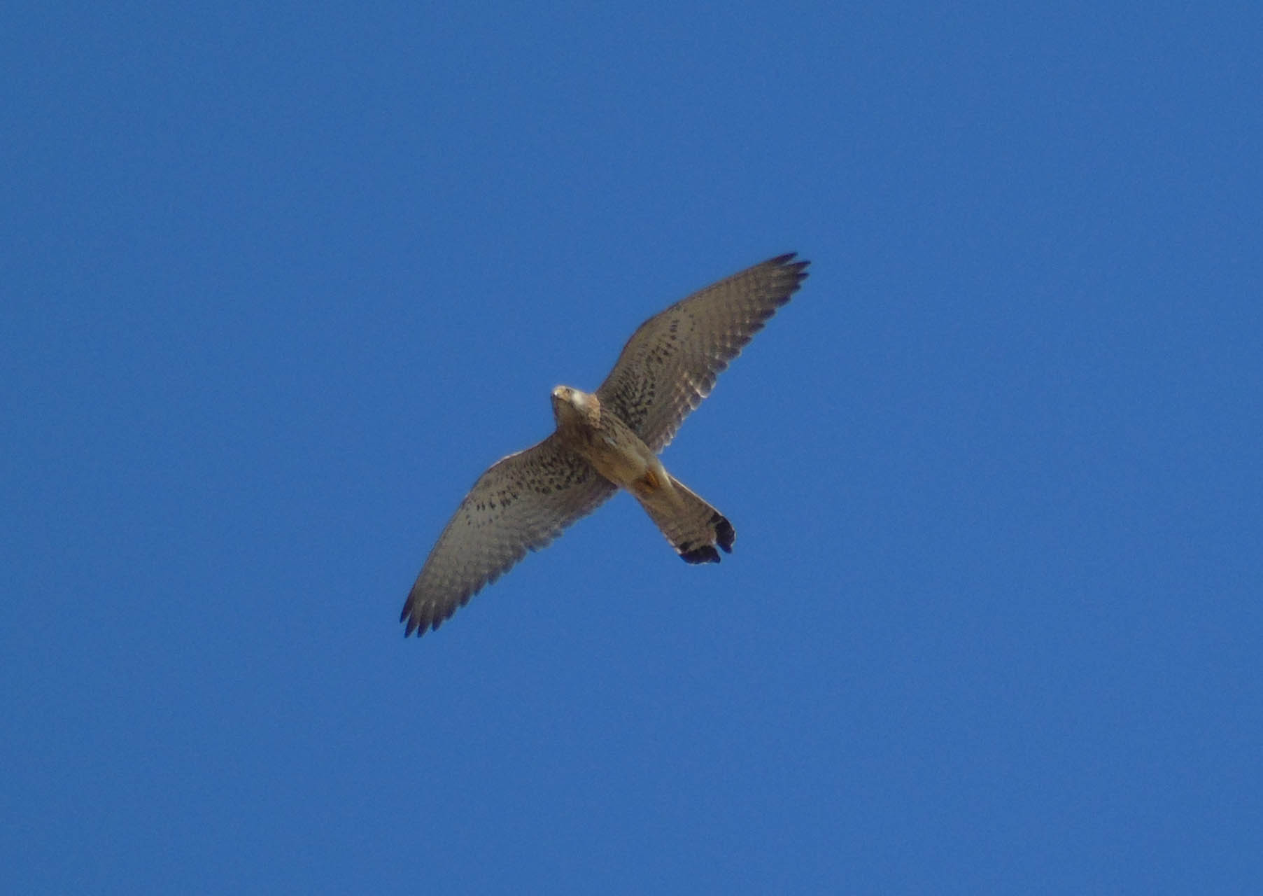 Falco naumanni