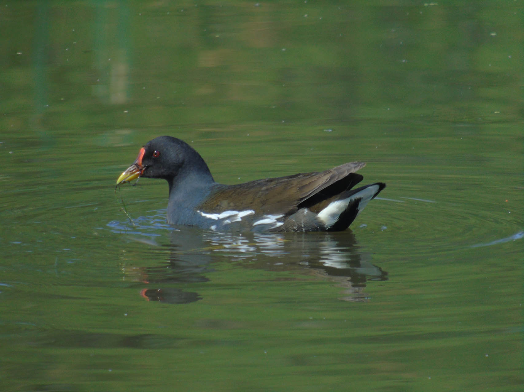 Gallinula chloropus