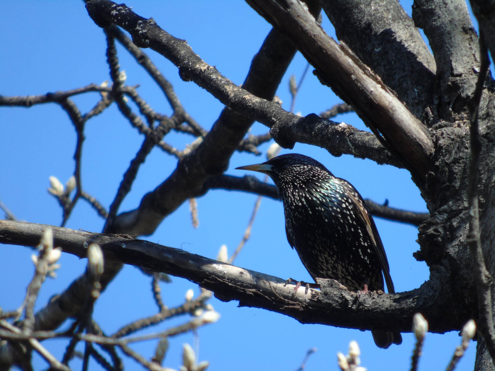 Sturnus vulgaris