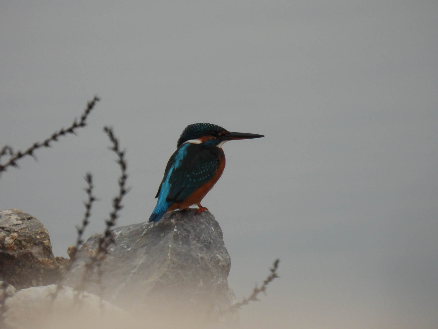 Alcedo atthis