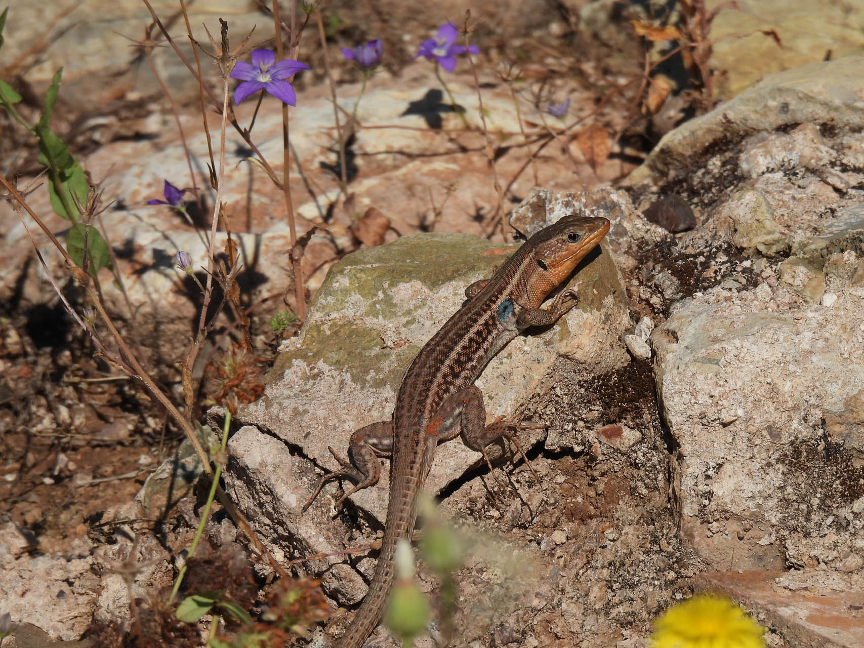 Podarcis peloponnesiacus