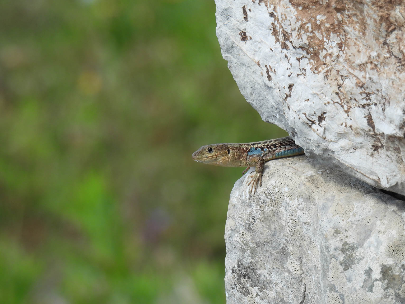 Podarcis peloponnesiacus