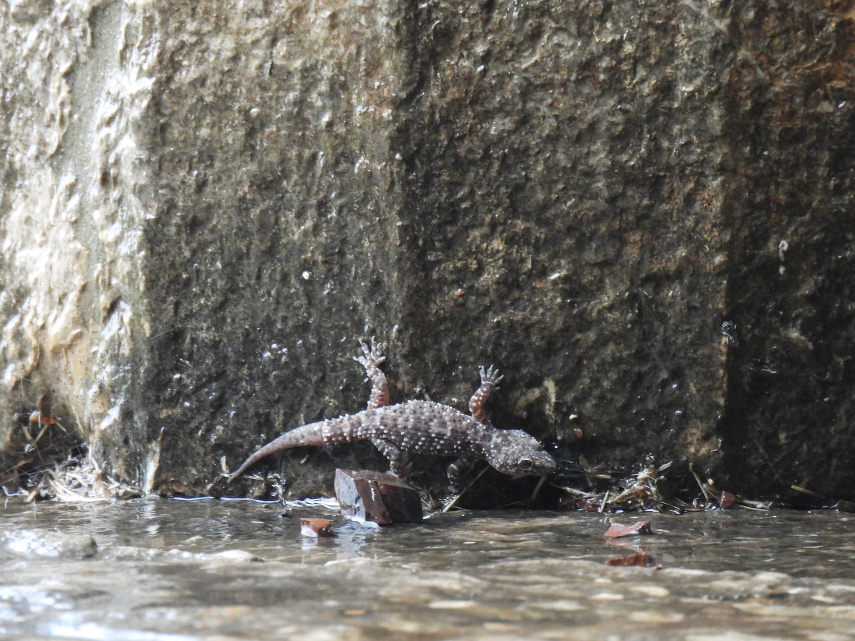 Hemidactylus turcicus