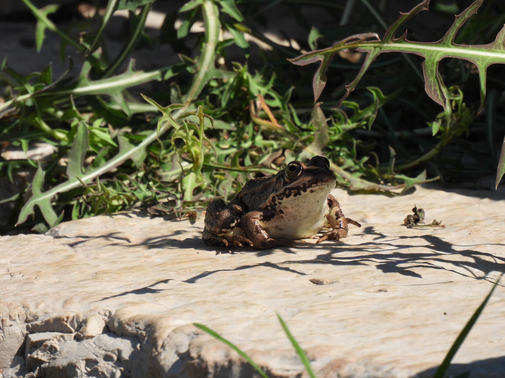 Pelophylax kurtmuelleri