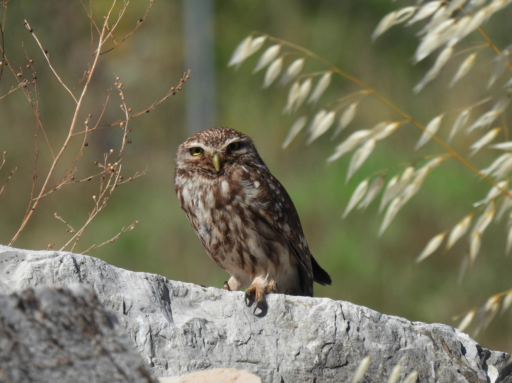 Athene noctua