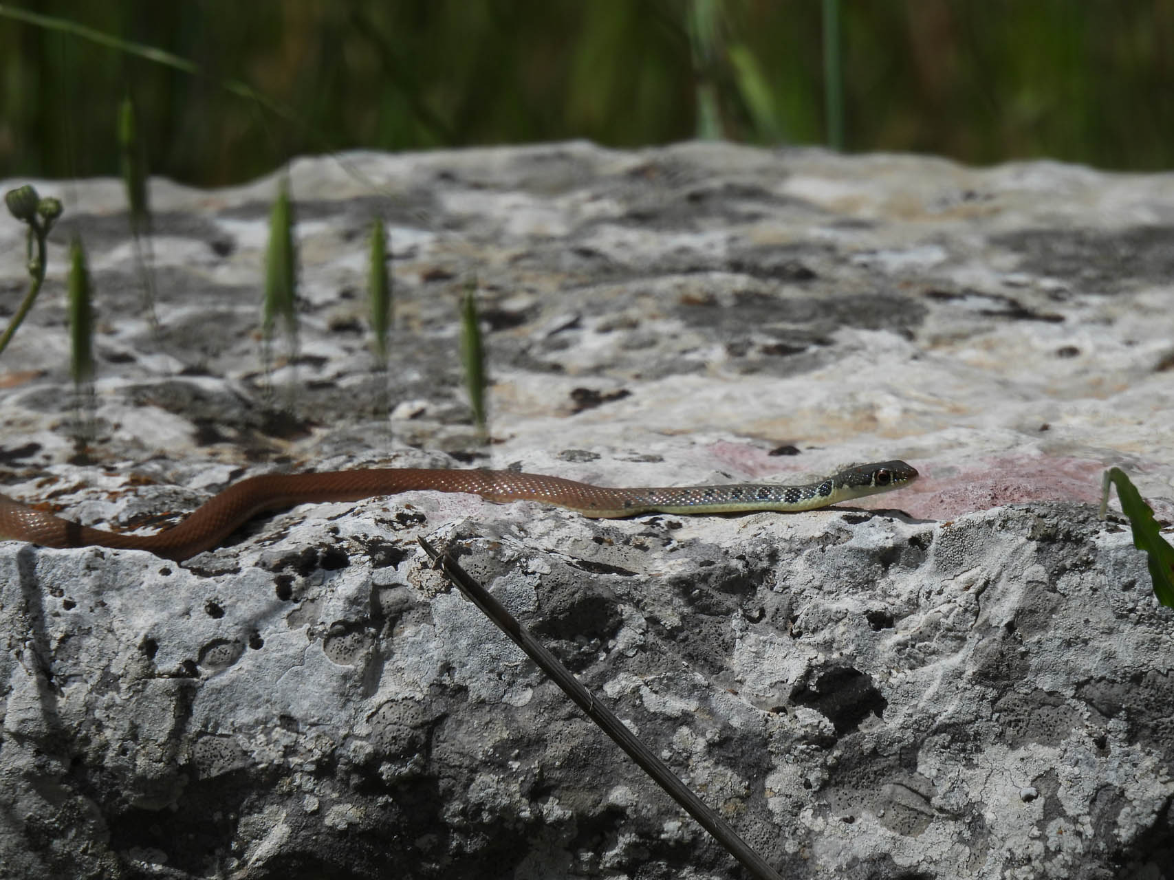 Platyceps najadum