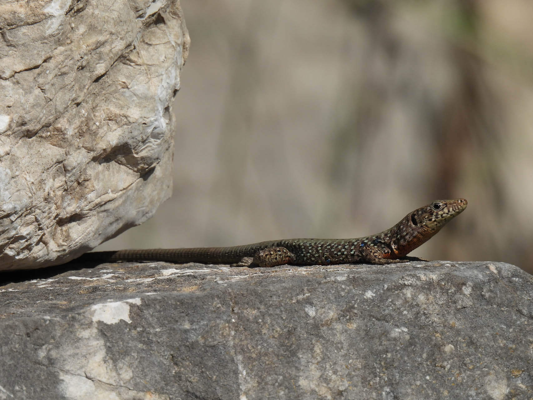 Hellenolacerta graeca