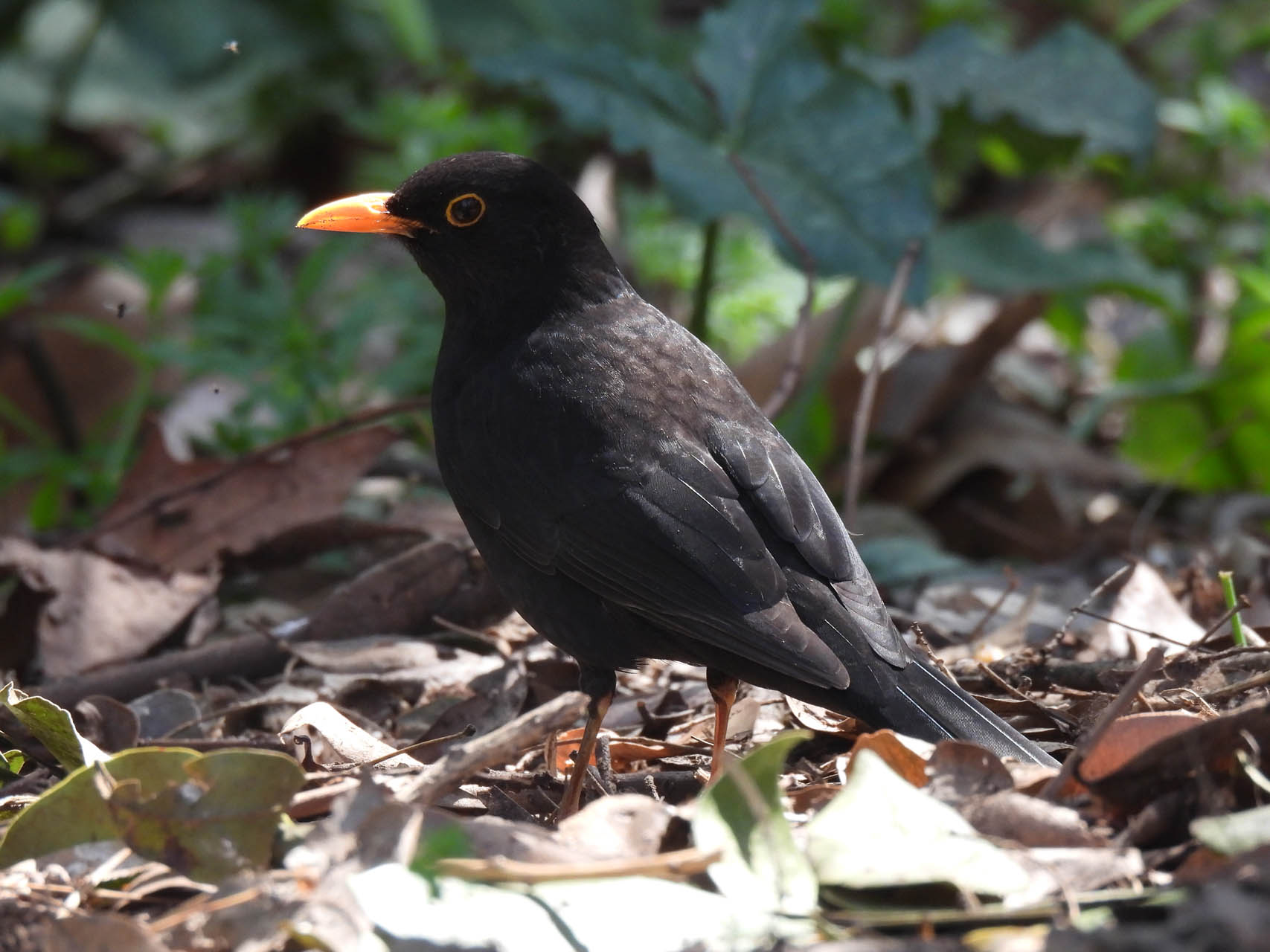 Turdus merula