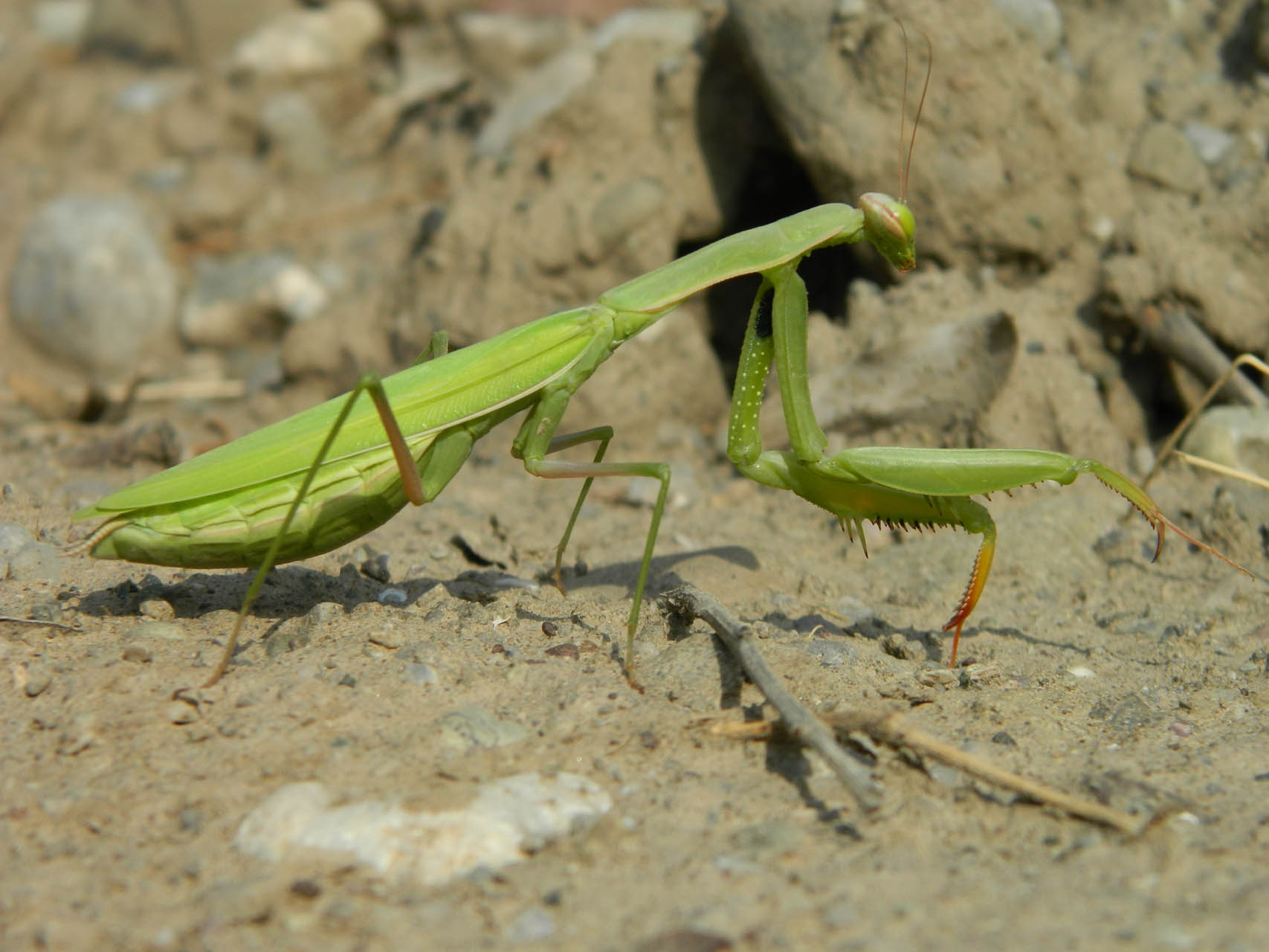 Mantis religiosa