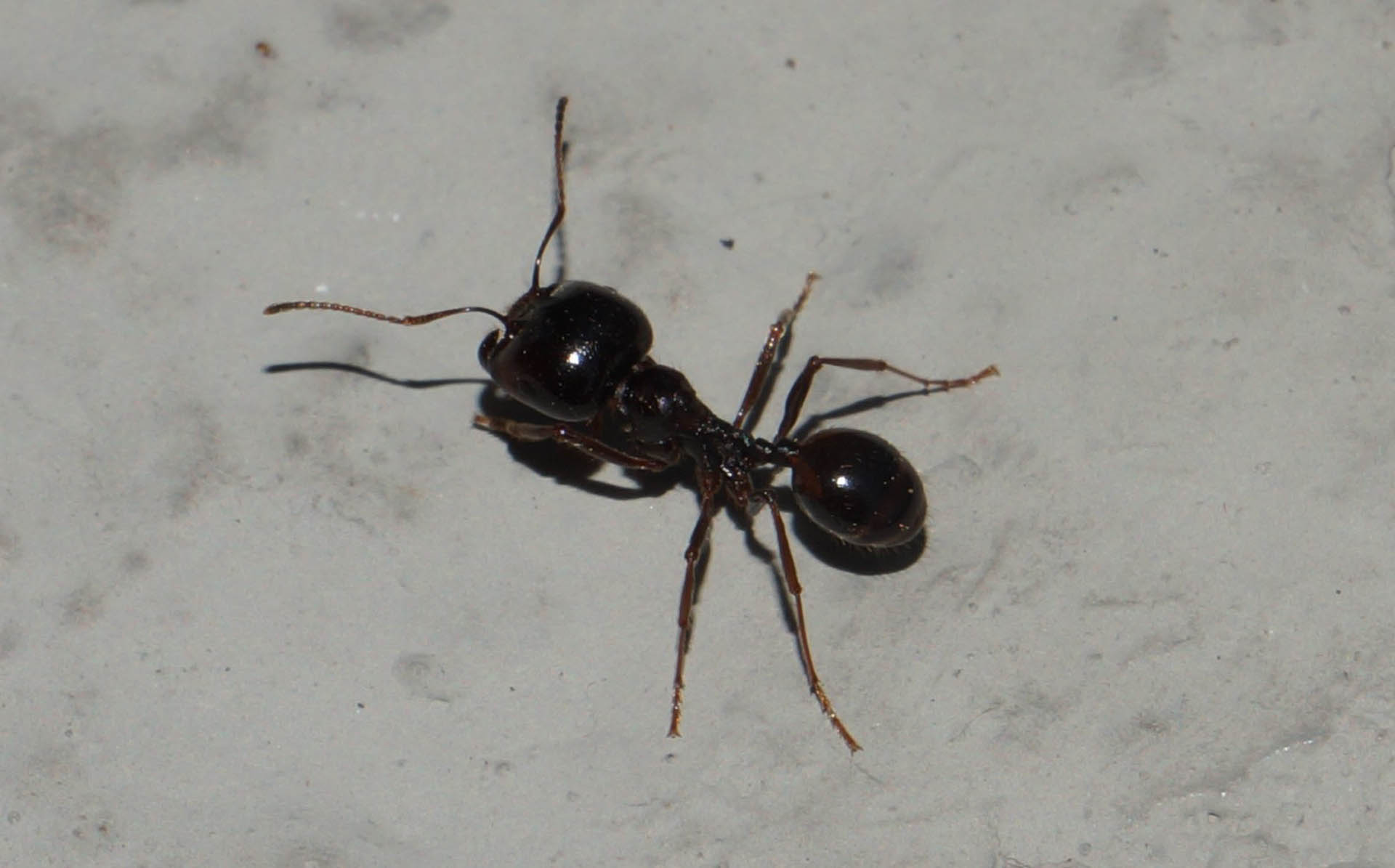 Messor wasmanni