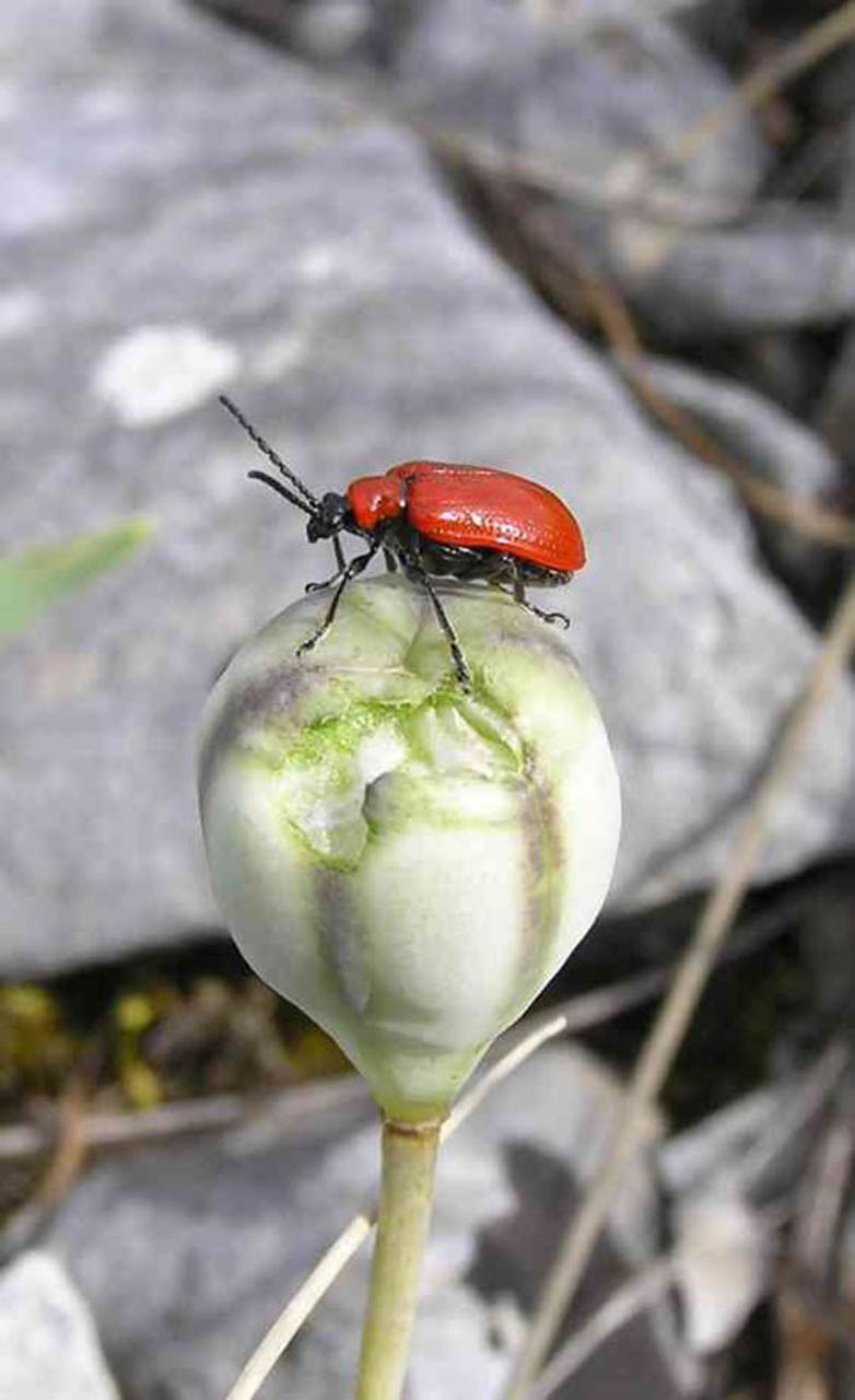 Lilioceris lilii