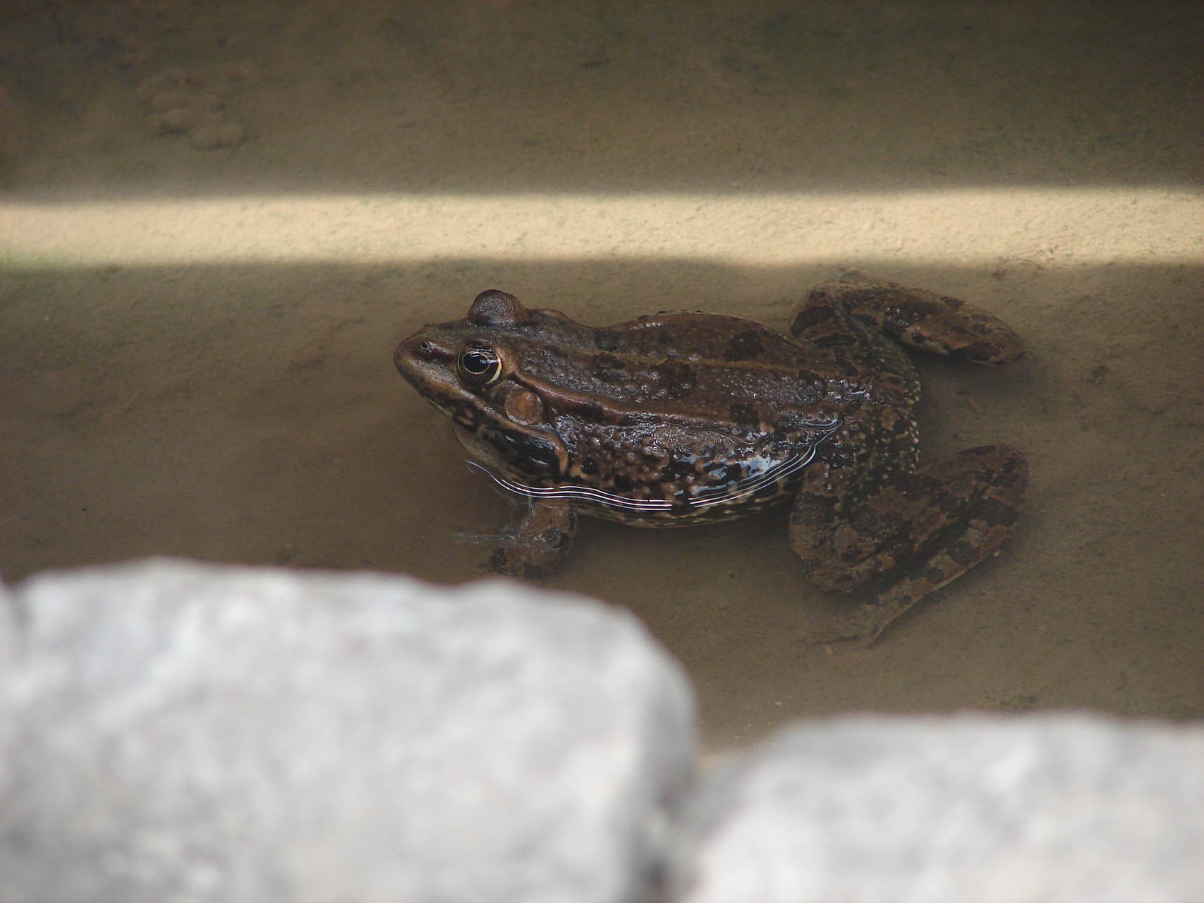 Pelophylax kurtmuelleri