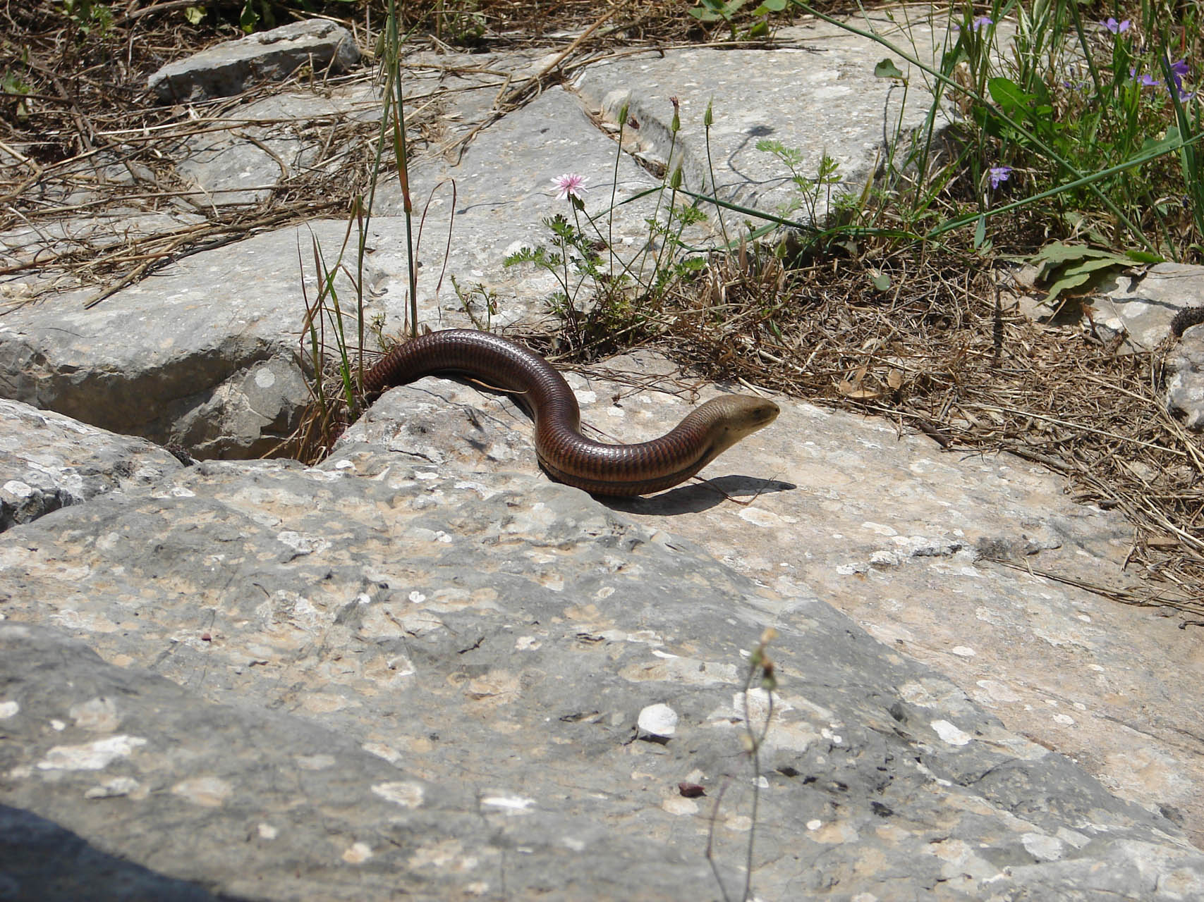 Pseudopus apodus