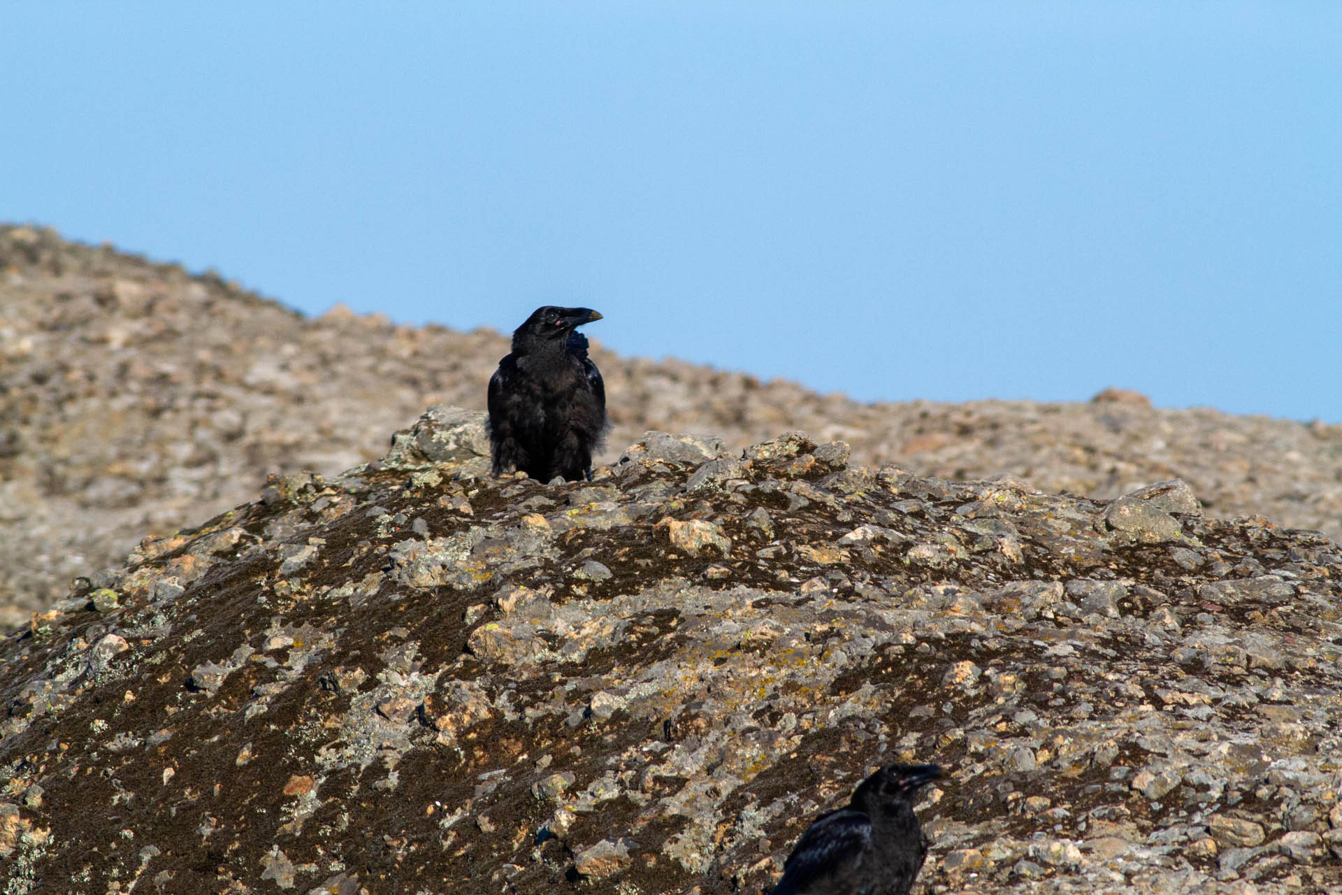 Corvus corax