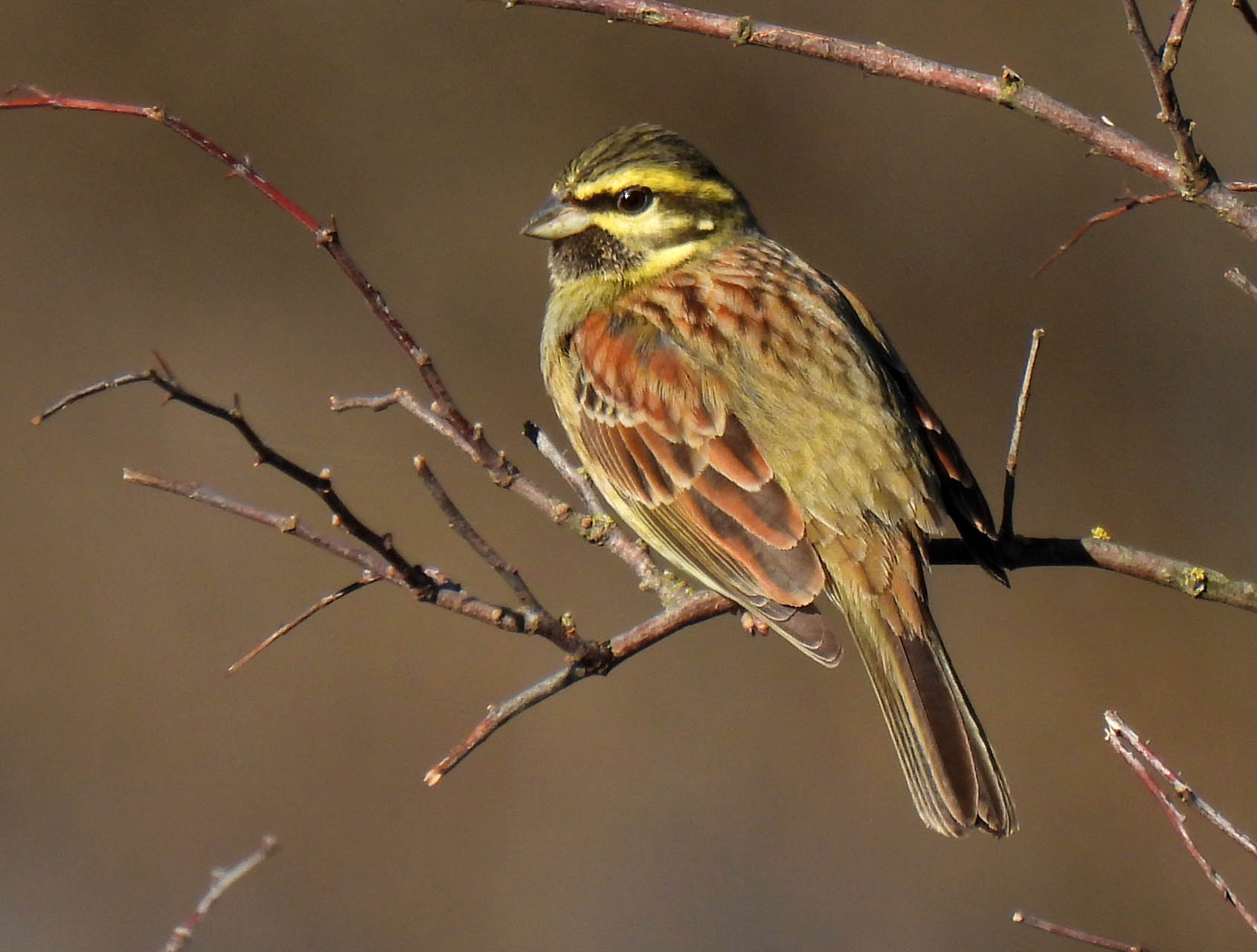 Emberiza cirlus