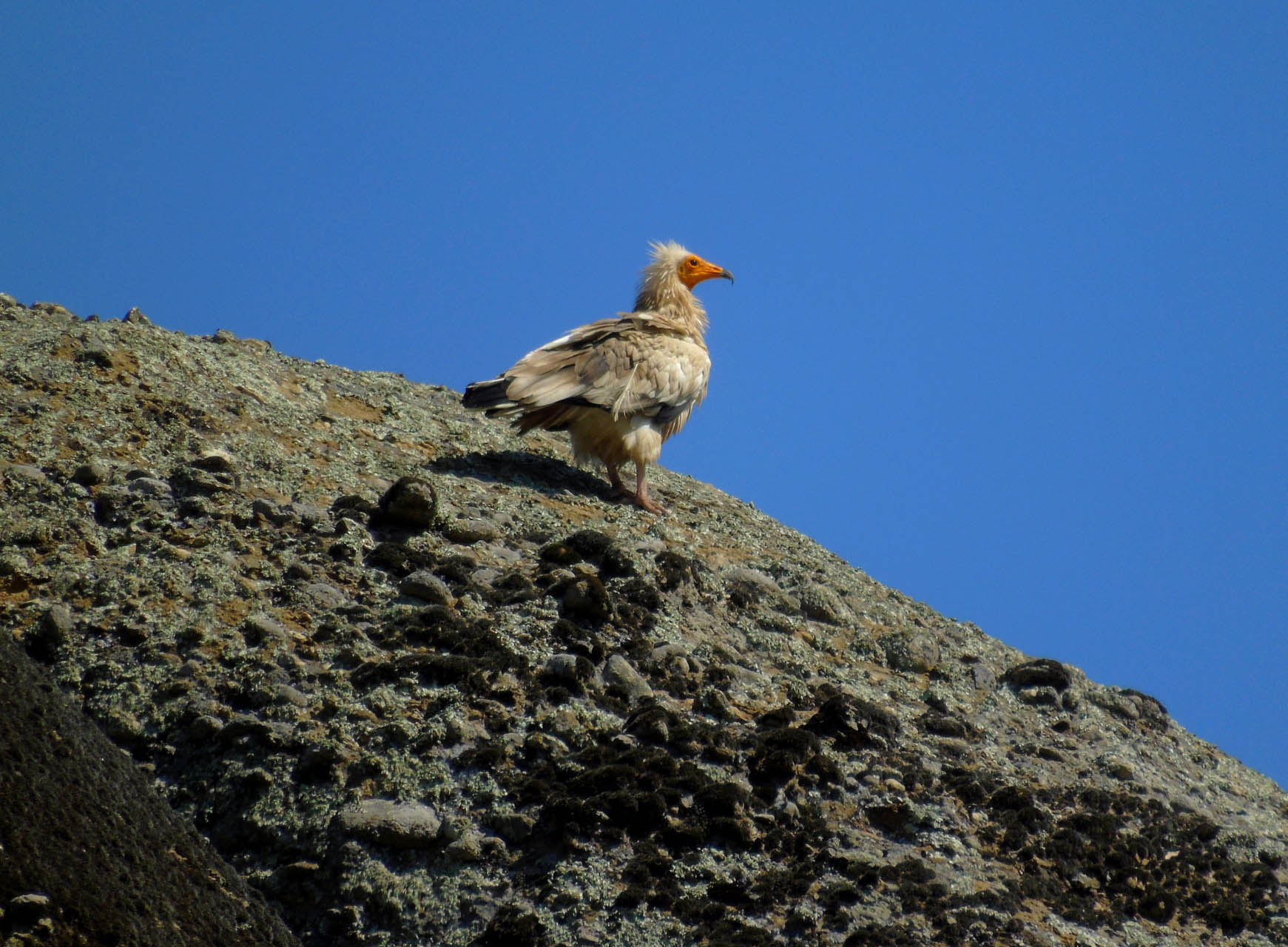 Neophron percnopterus