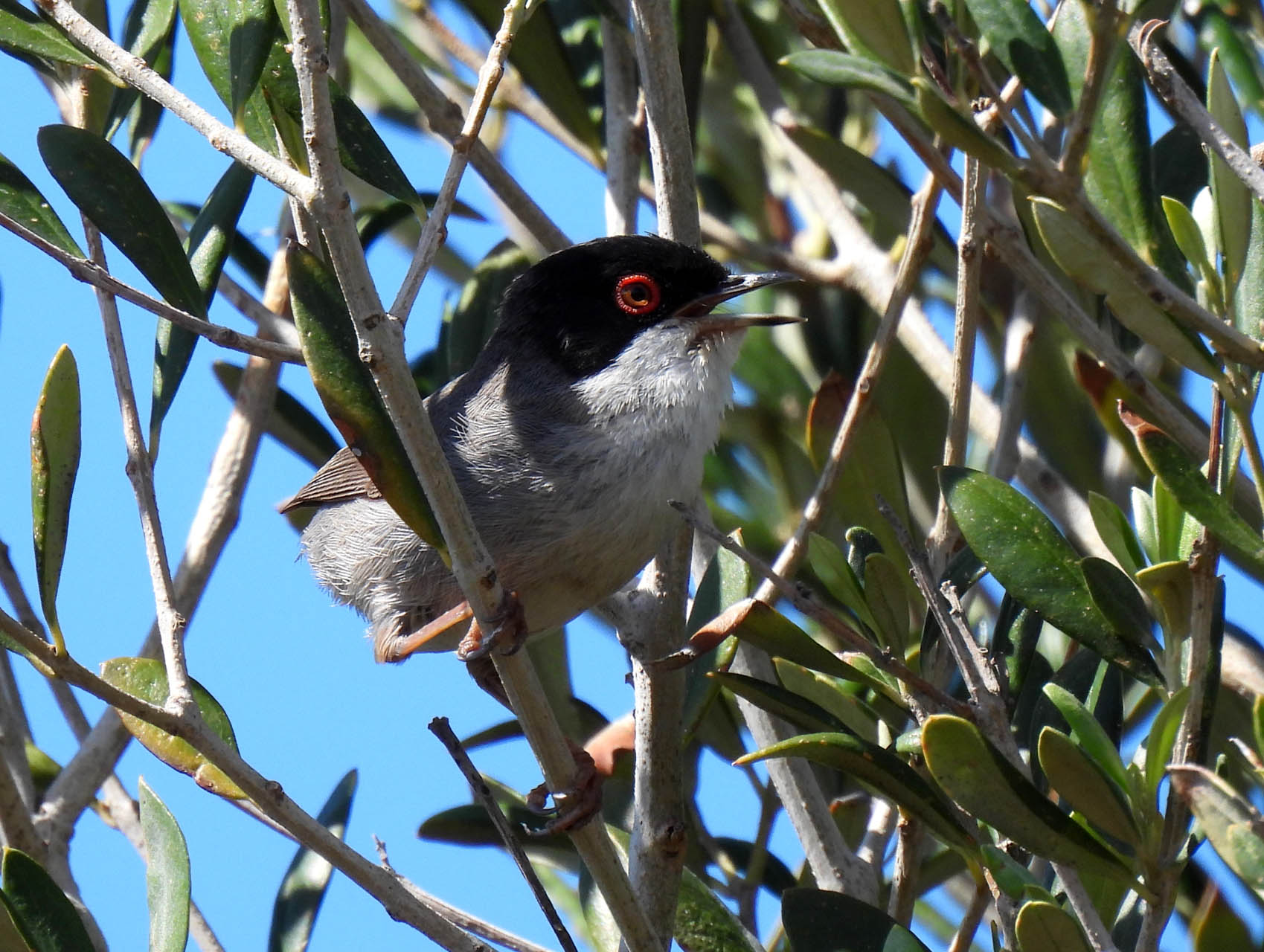 Curruca melanocephala