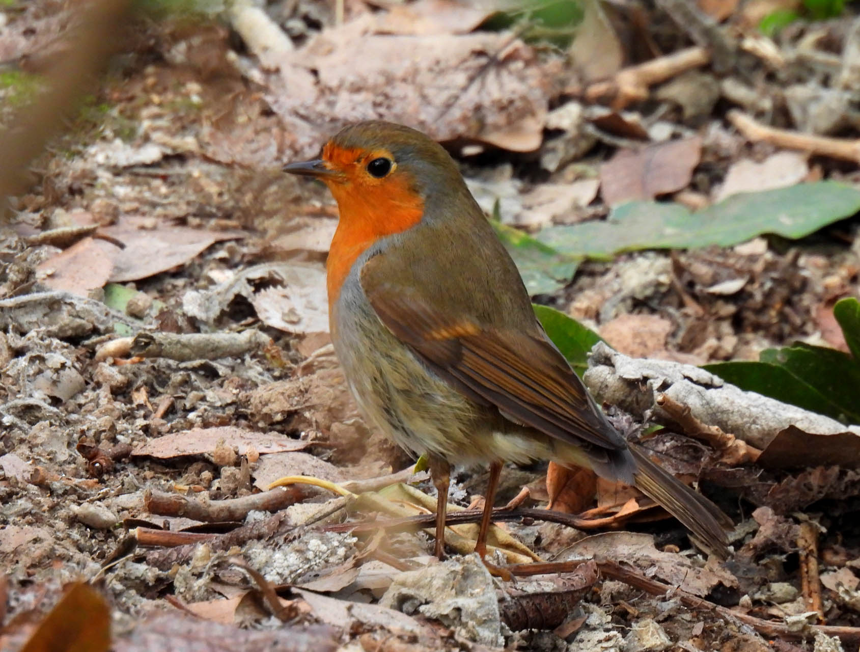 Erithacus rubecula