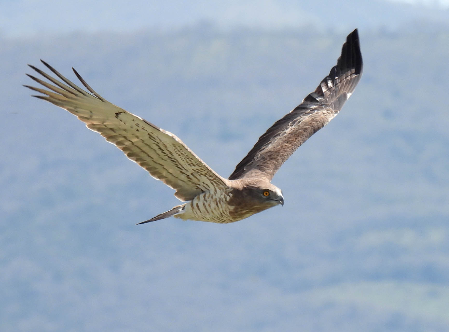 Circaetus gallicus