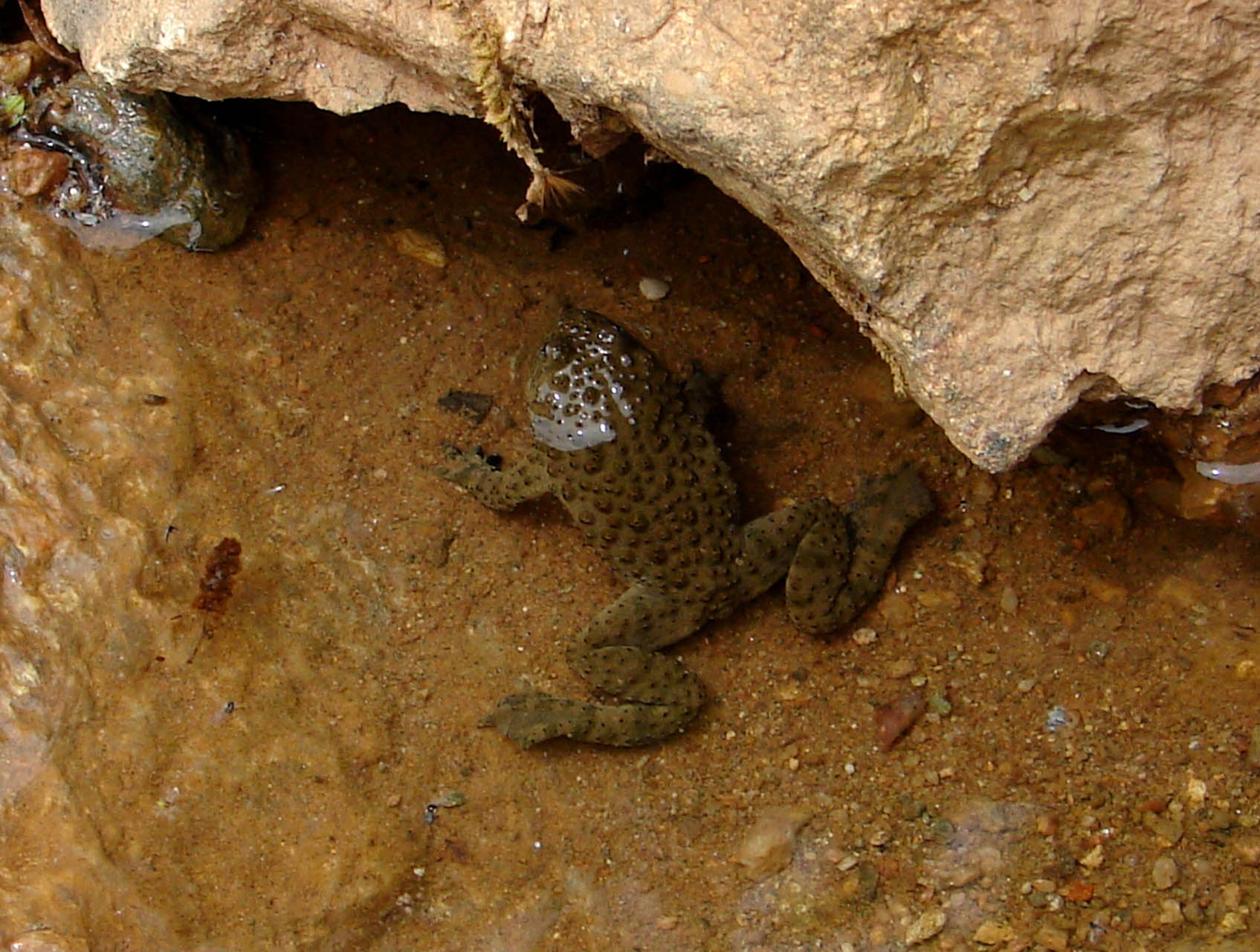 Bombina variegata