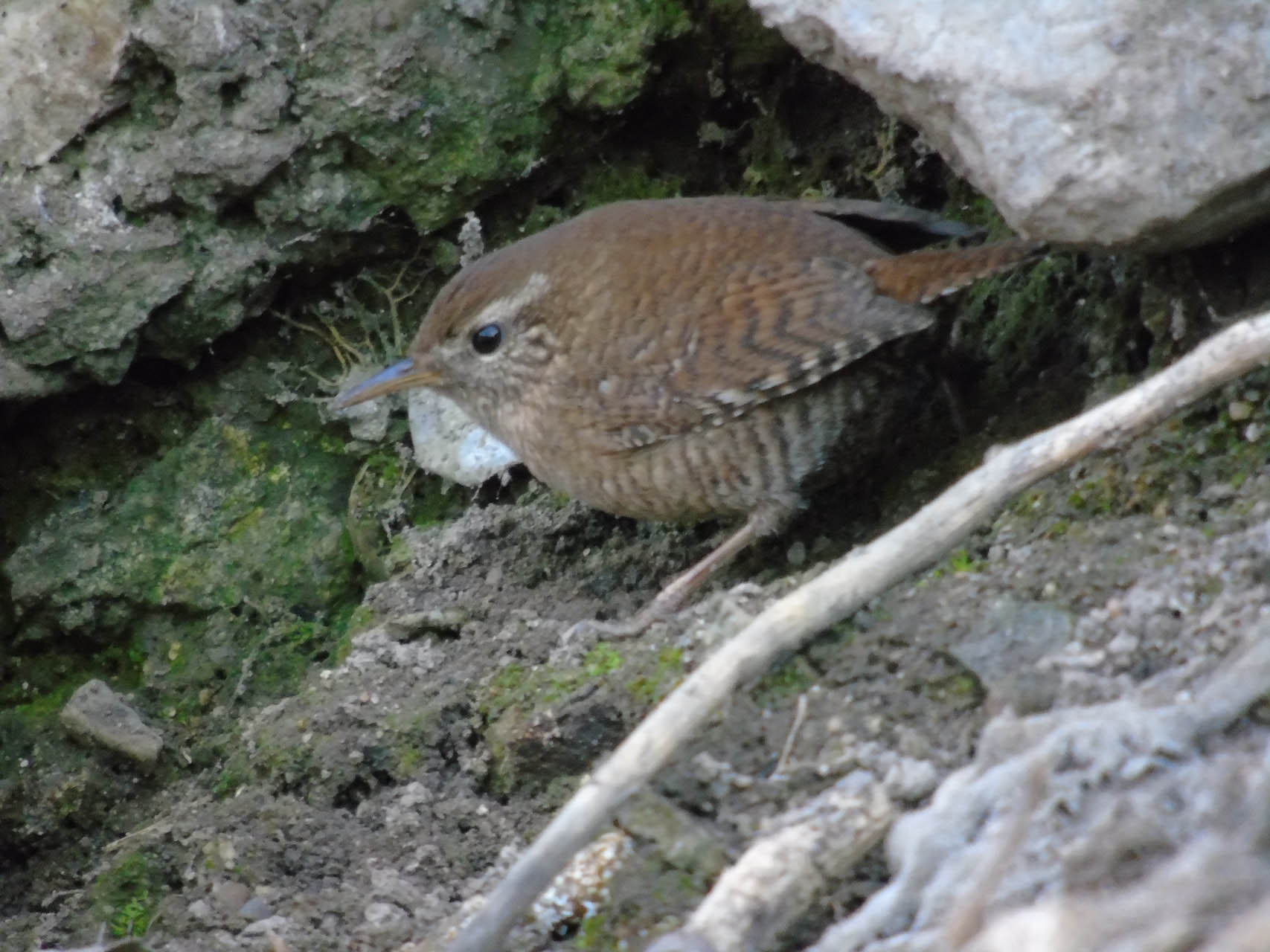 Troglodytes troglodytes