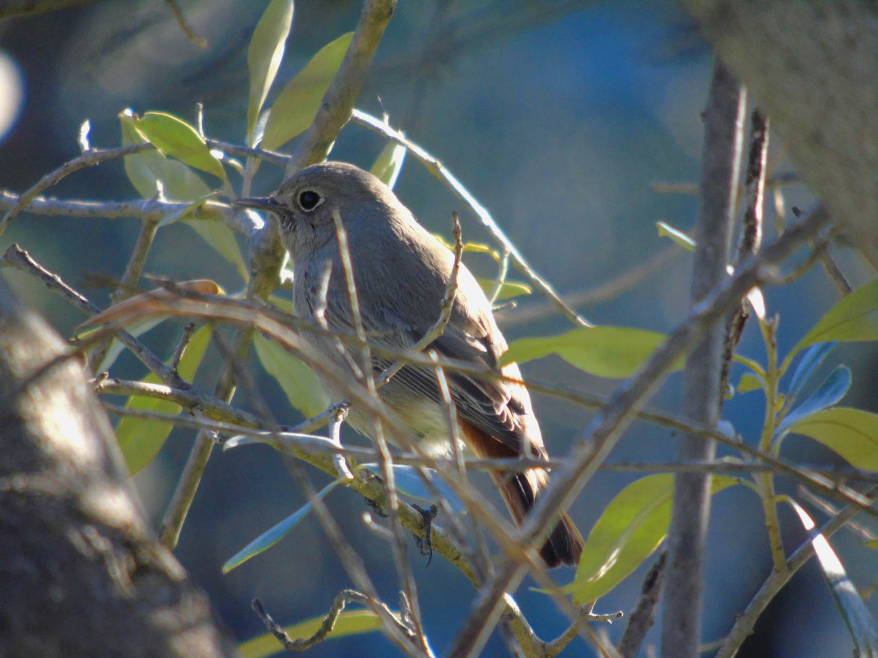 Phoenicurus ochruros