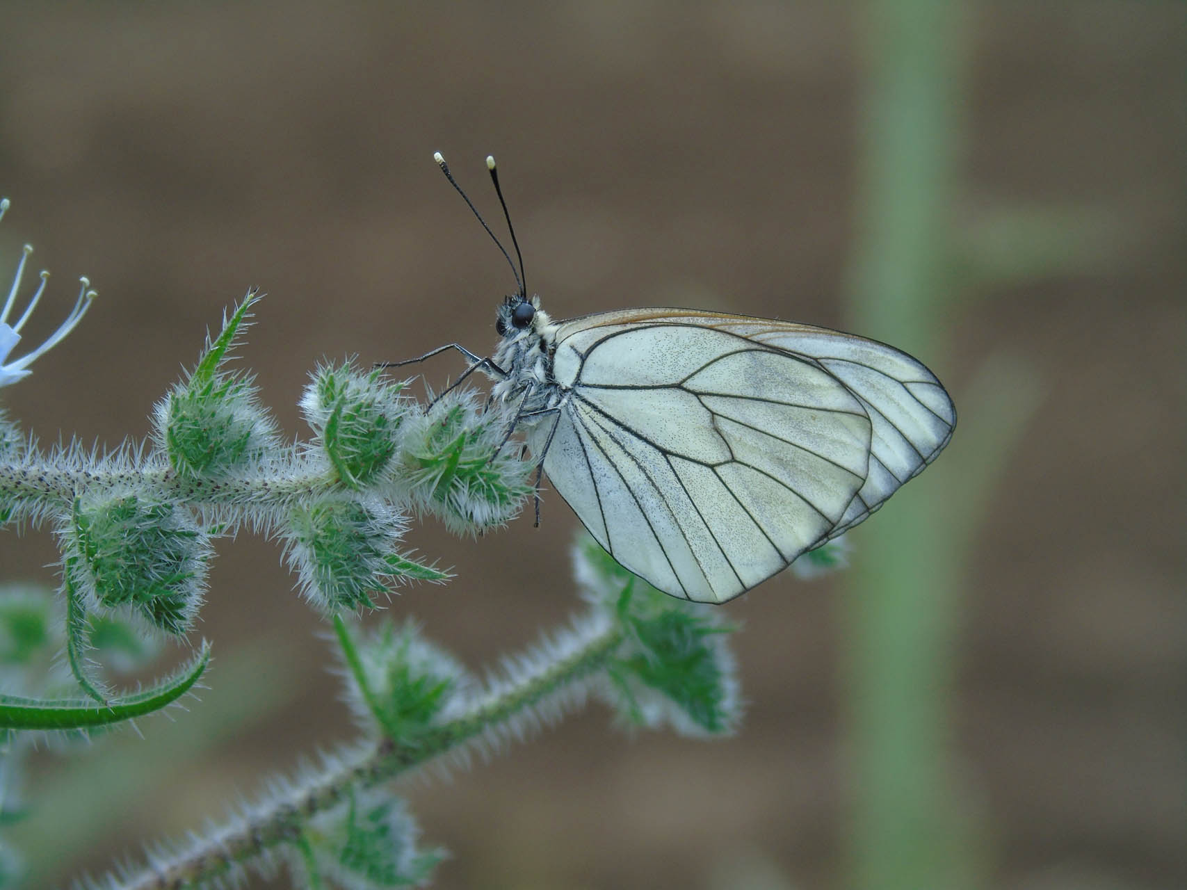 Aporia crataegi