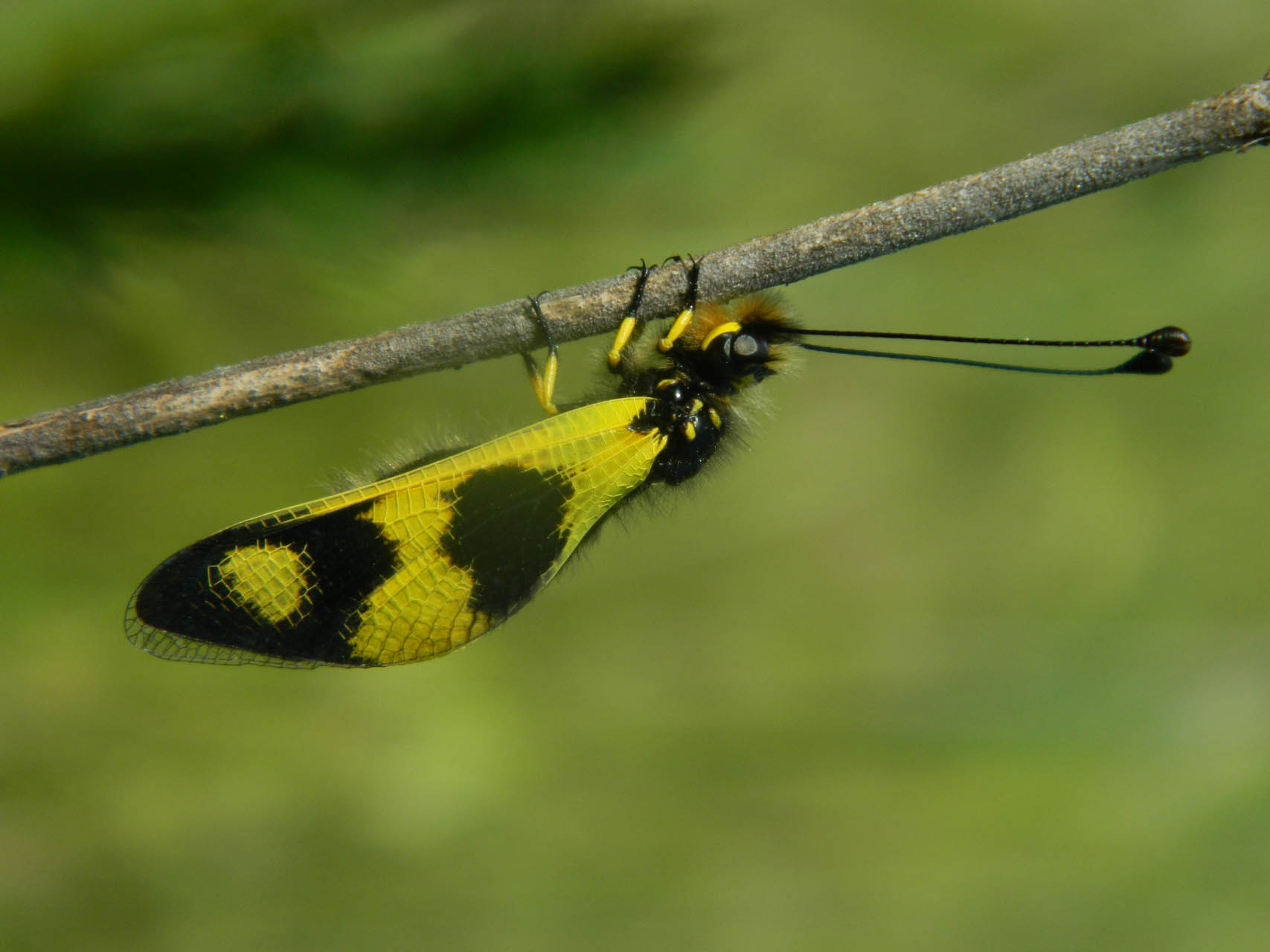 Libelloides macaronius