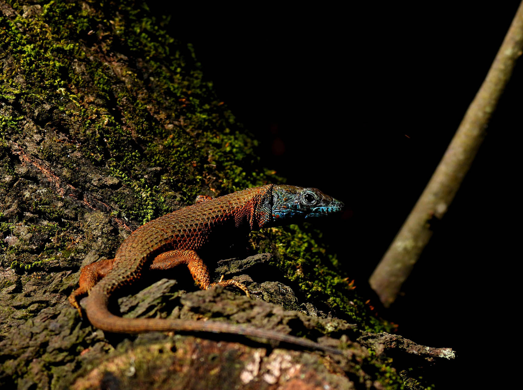 Algyroides nigropunctatus