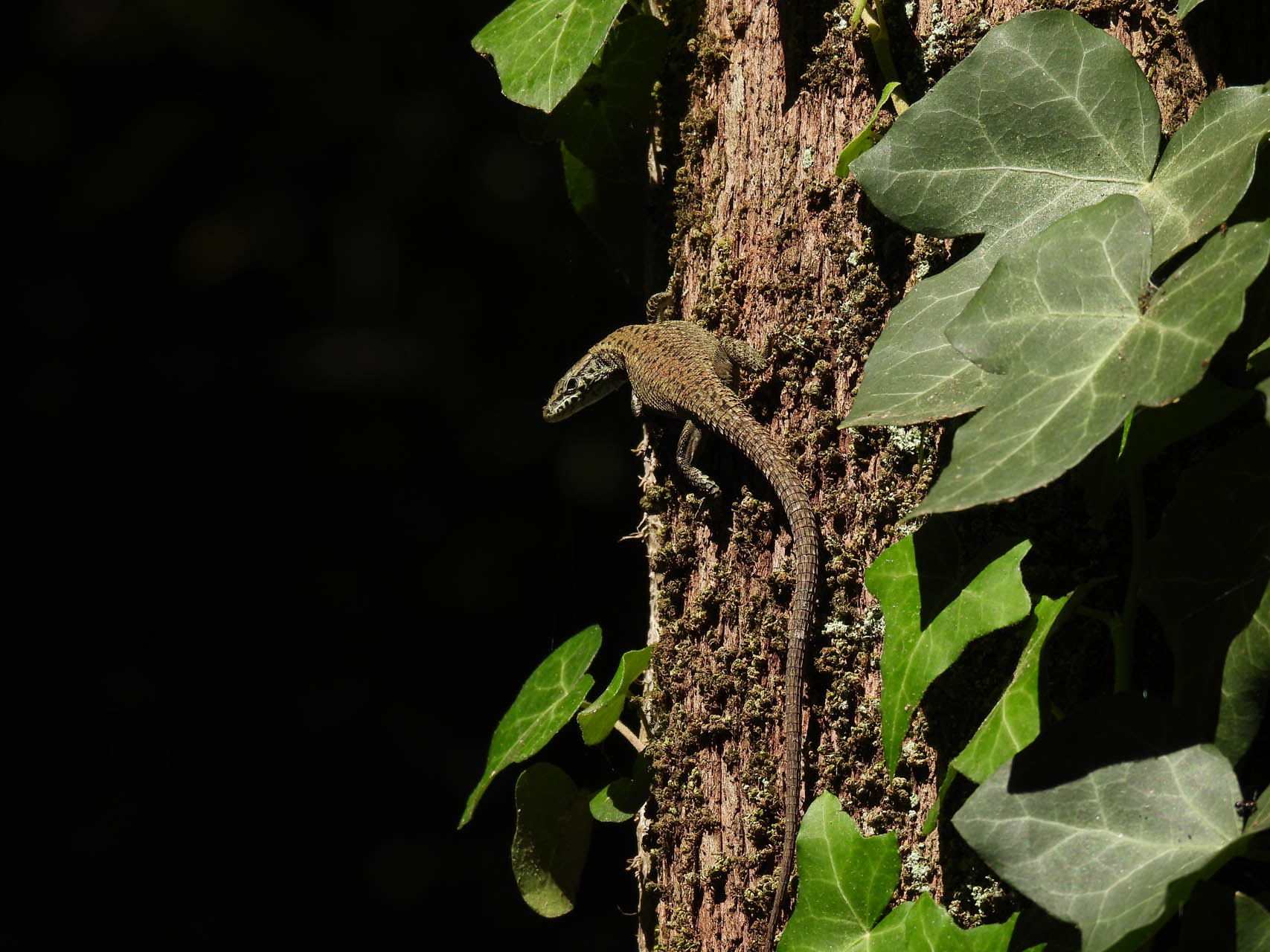 Algyroides nigropunctatus