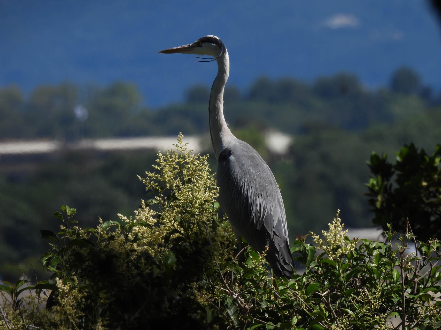 Ardea cinerea