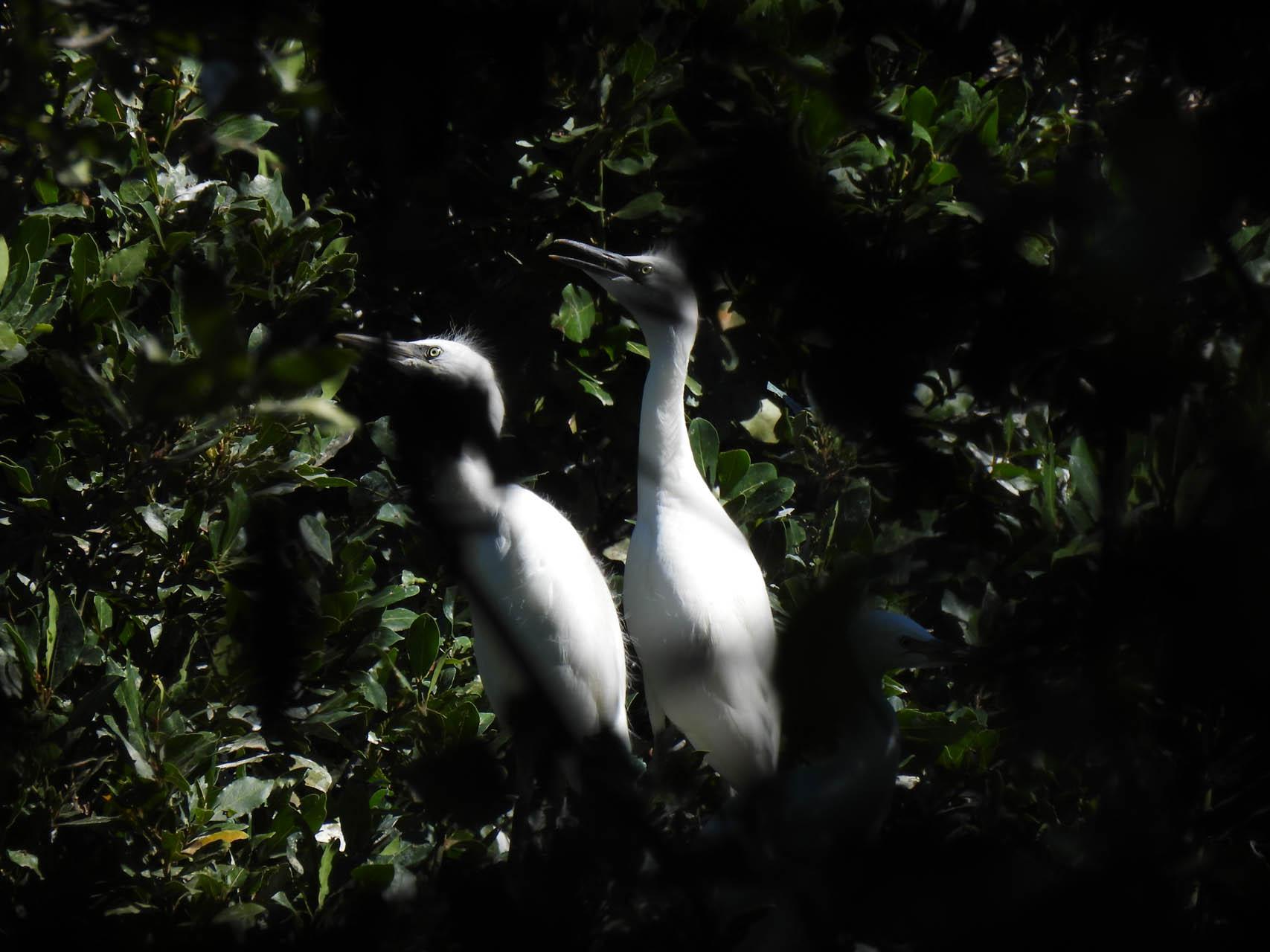 Bubulcus ibis