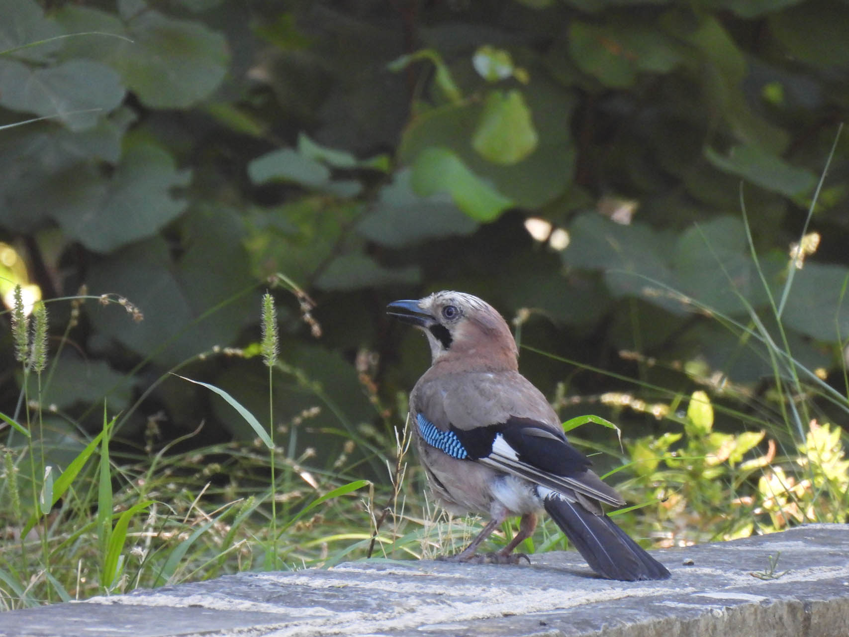 Garrulus glandarius